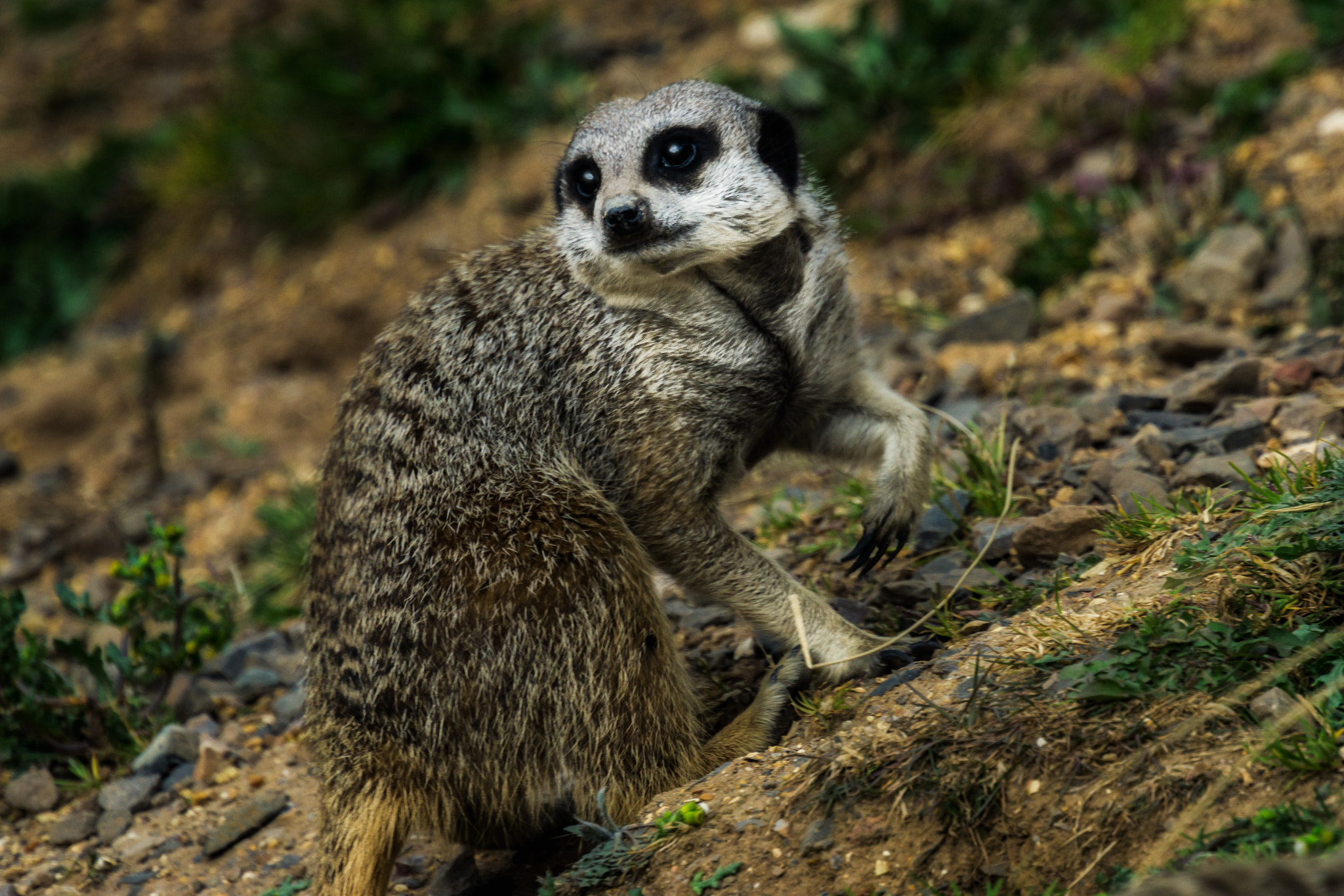 Sony a6000 + Sony DT 50mm F1.8 SAM sample photo. Meerkats photography