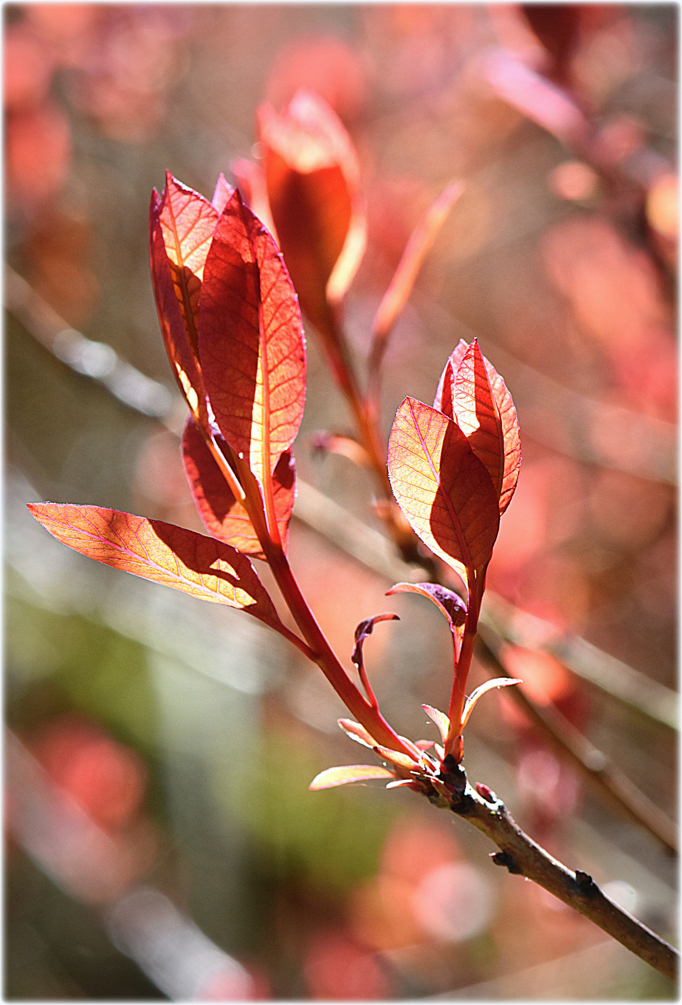 Nikon D7200 + Nikon AF-S Micro-Nikkor 105mm F2.8G IF-ED VR sample photo. "red leafs" photography
