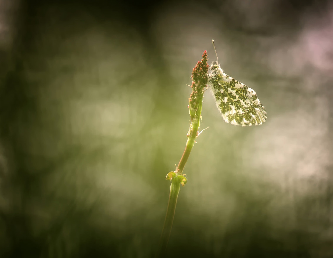 Sony SLT-A77 + Sony 100mm F2.8 Macro sample photo. Orangetip photography