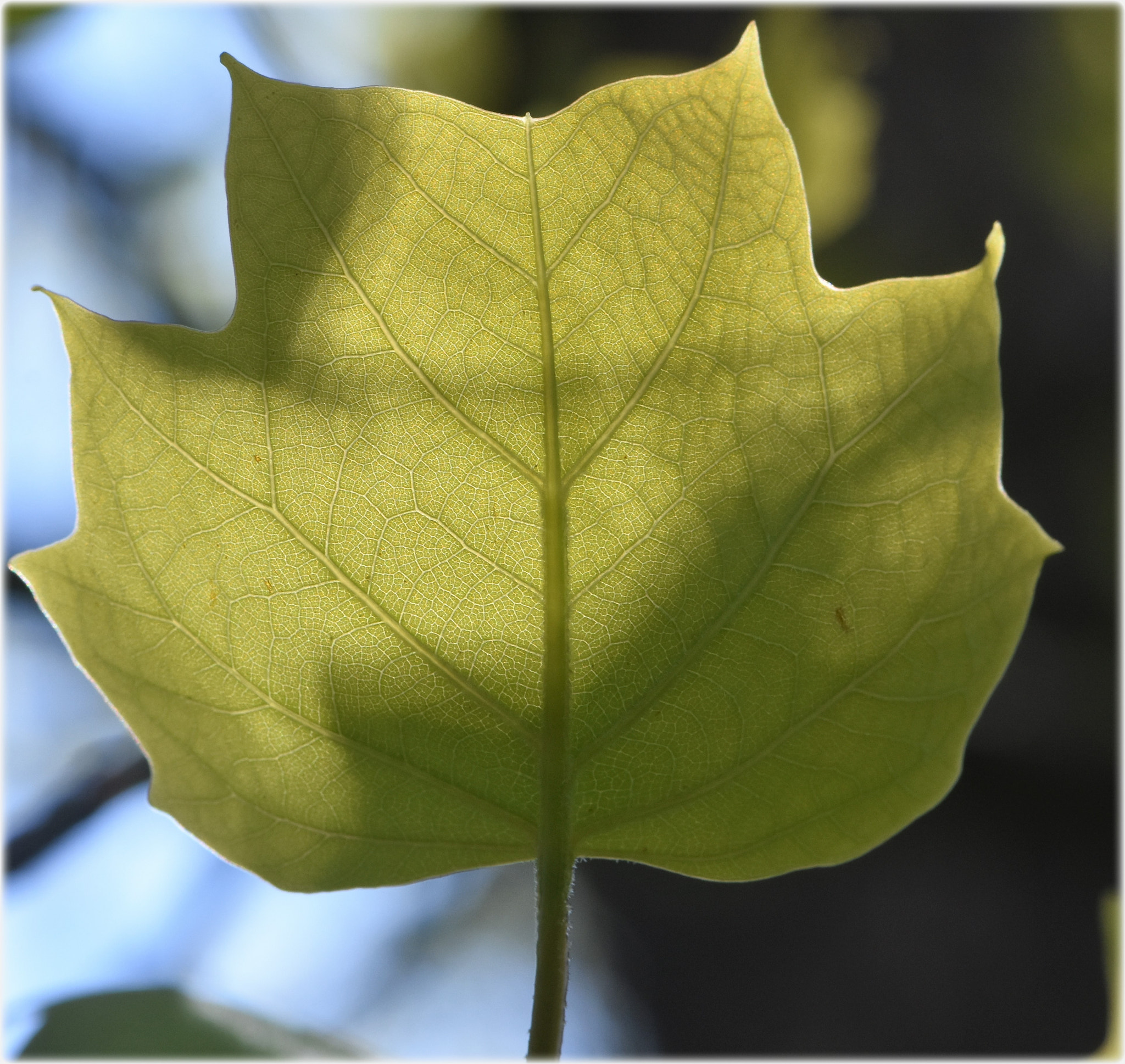Nikon AF-S Micro-Nikkor 105mm F2.8G IF-ED VR sample photo. "leaf" photography