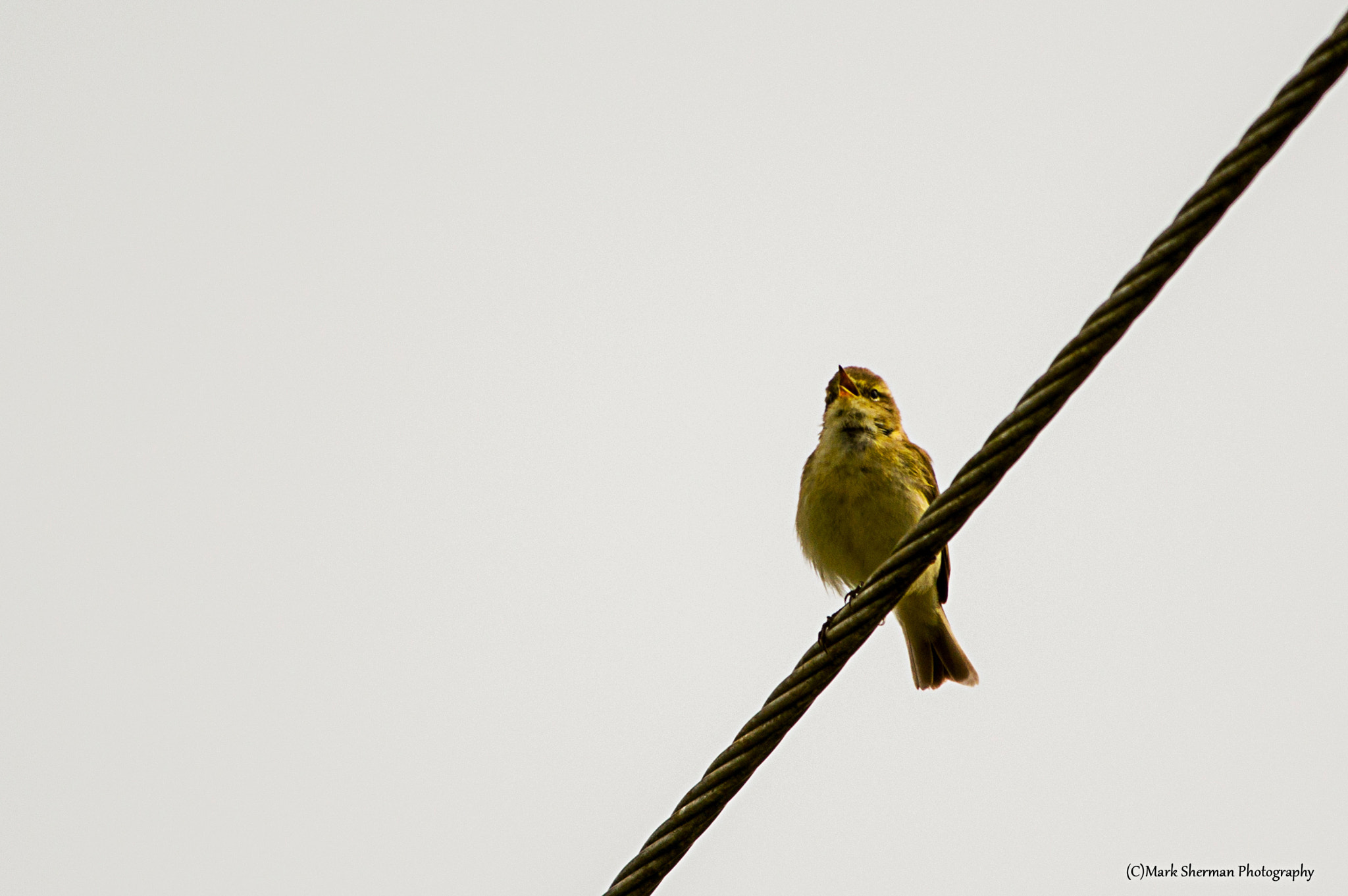 Pentax KP + Pentax smc DA* 300mm F4.0 ED (IF) SDM sample photo. Chiffchaff at rutland water photography