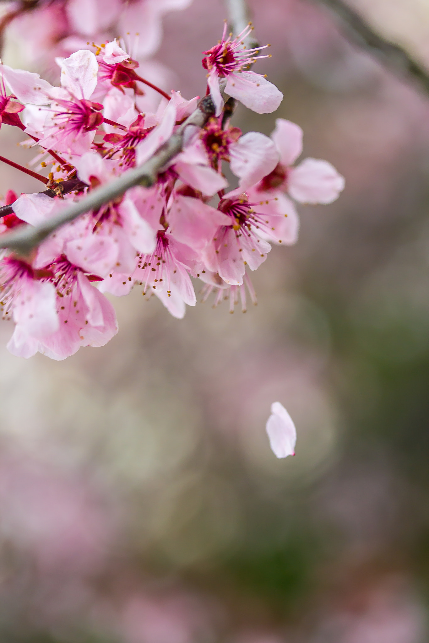 Canon EF-S 60mm F2.8 Macro USM sample photo. Losing a petal photography