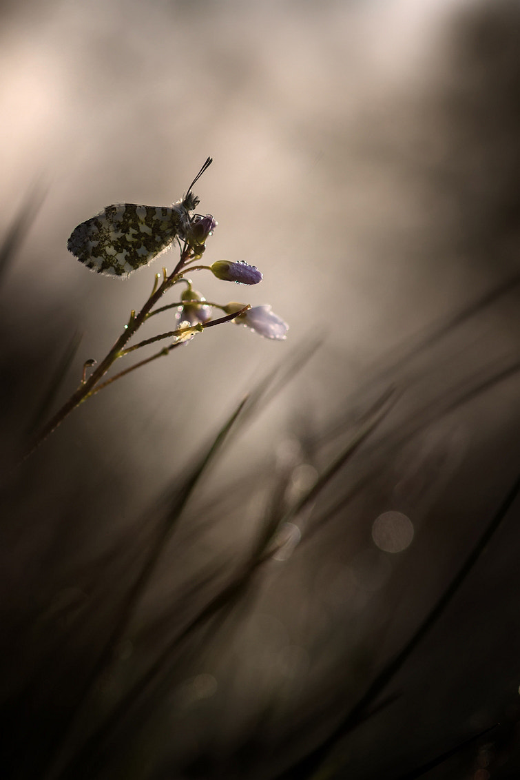 Sony SLT-A77 + Sony 100mm F2.8 Macro sample photo. Xxx photography