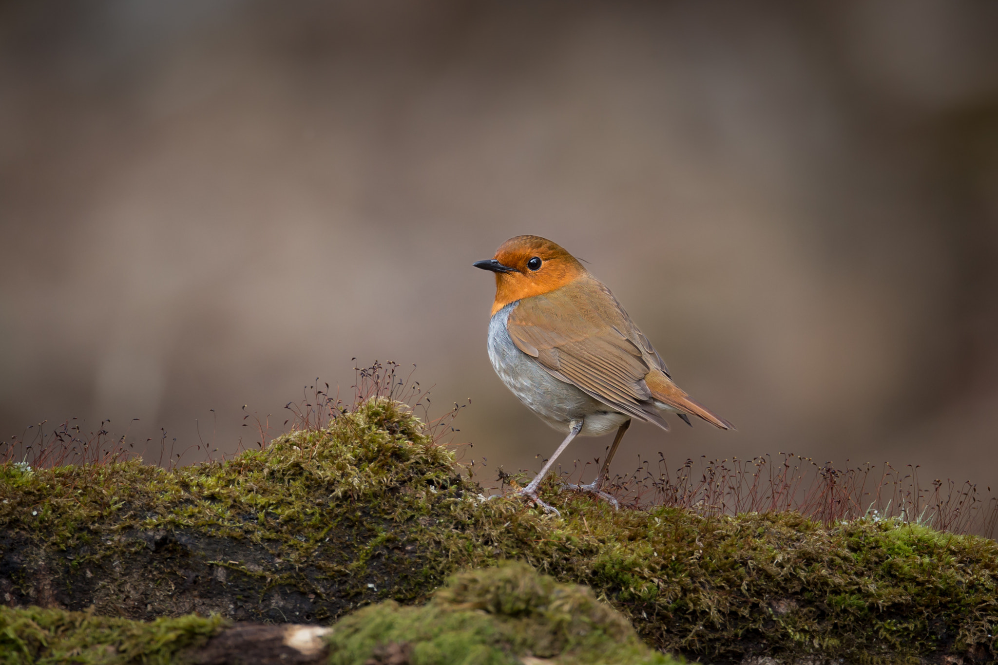 Canon EOS-1D X + Canon EF 800mm F5.6L IS USM sample photo. 駒鳥 photography