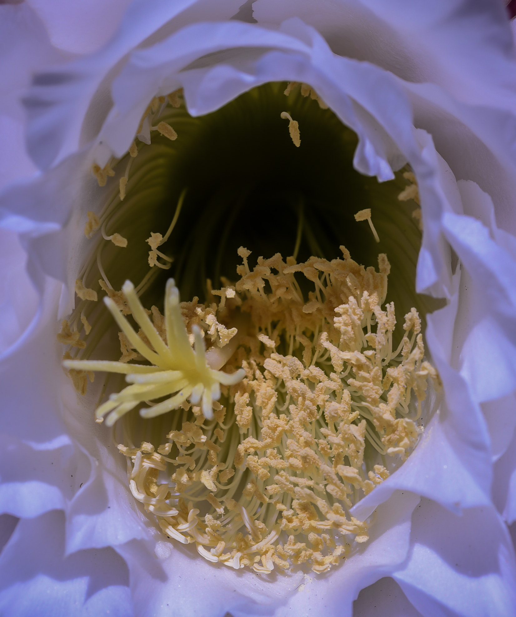 Nikon AF Micro-Nikkor 60mm F2.8D sample photo. Dsc photography