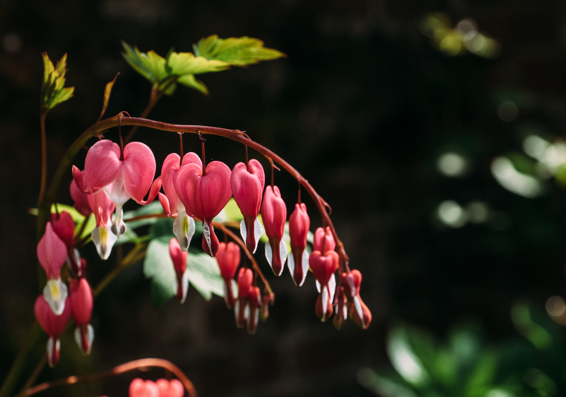 Olympus OM-D E-M5 II + Olympus M.Zuiko Digital ED 12-40mm F2.8 Pro sample photo. Dicentra spectabilis photography