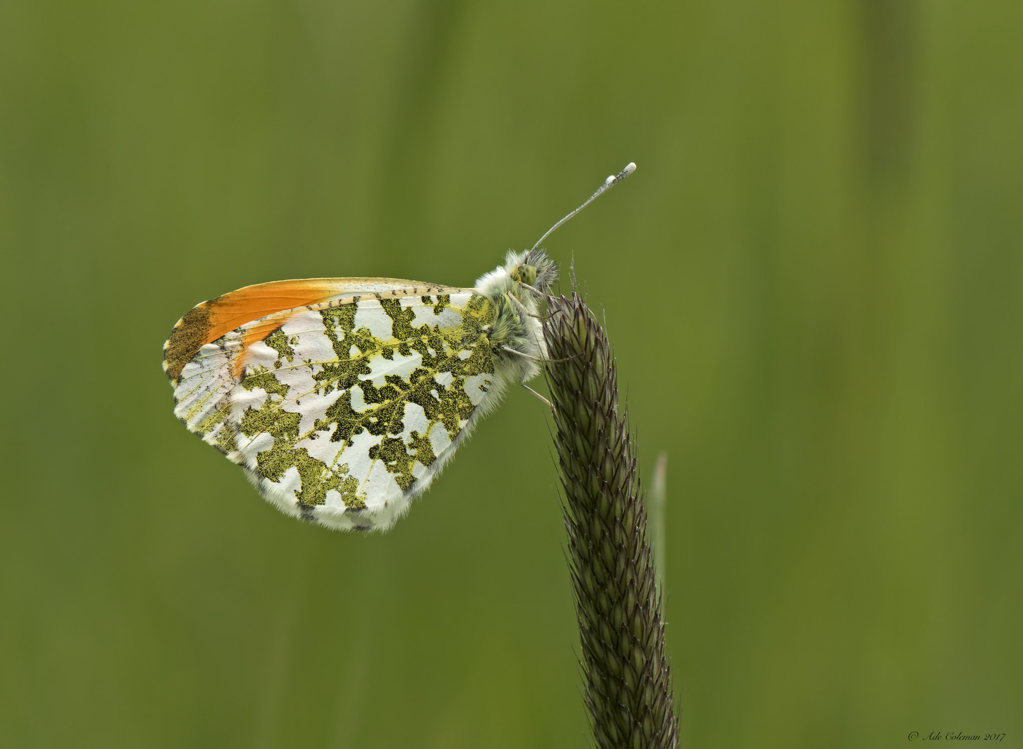 Canon EF 100mm F2.8L Macro IS USM sample photo. Male orange tip 1 2017 photography