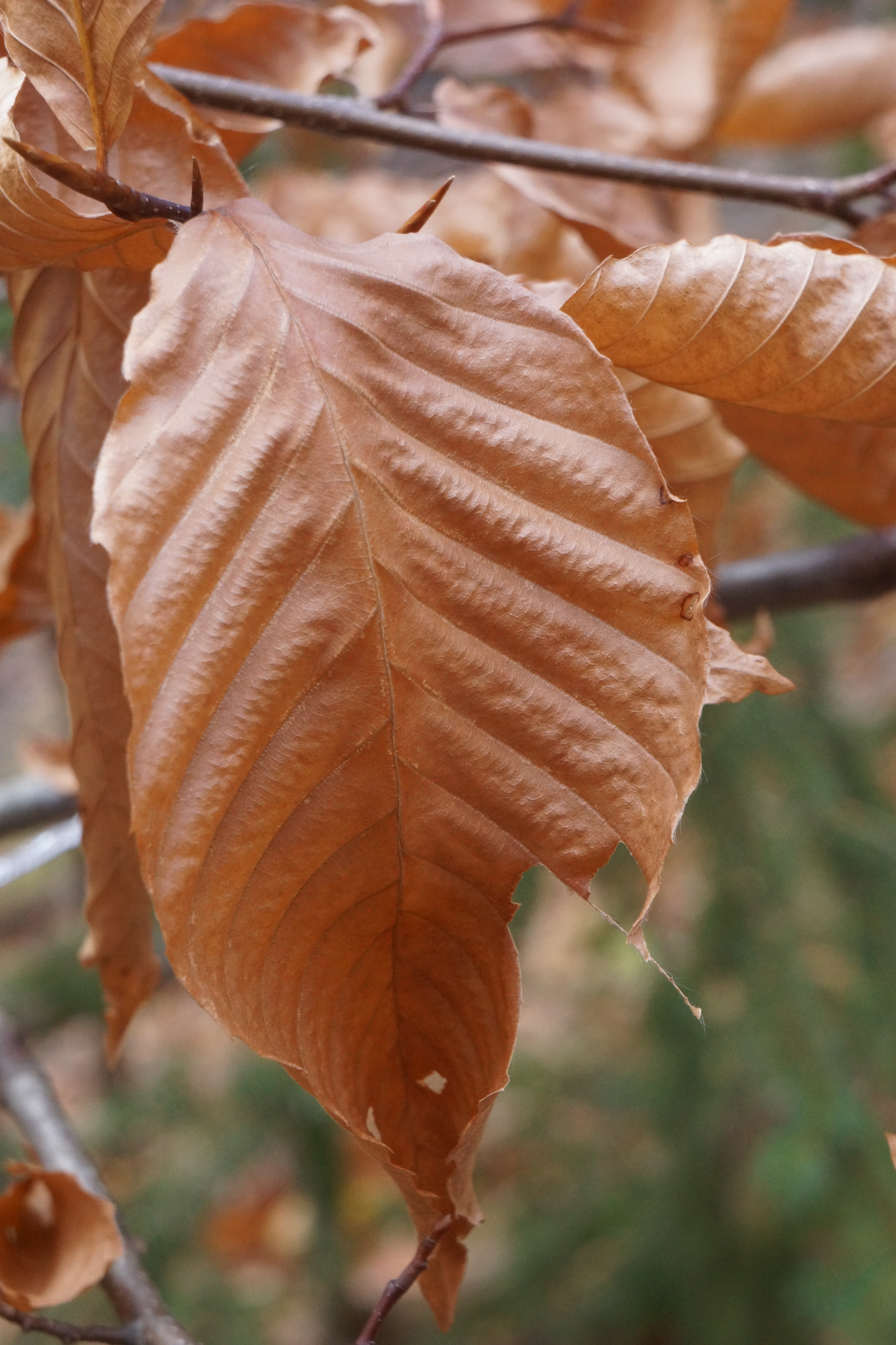 Sony Alpha NEX-7 sample photo. Brown out photography