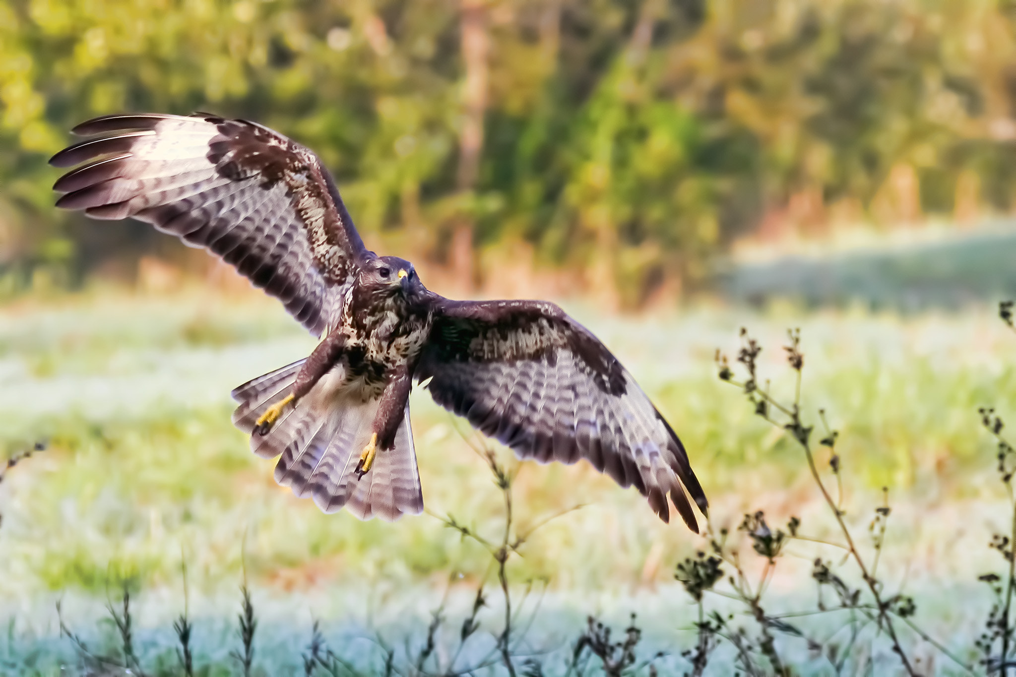 Canon EF 100-400mm F4.5-5.6L IS USM sample photo. Come fly with me photography