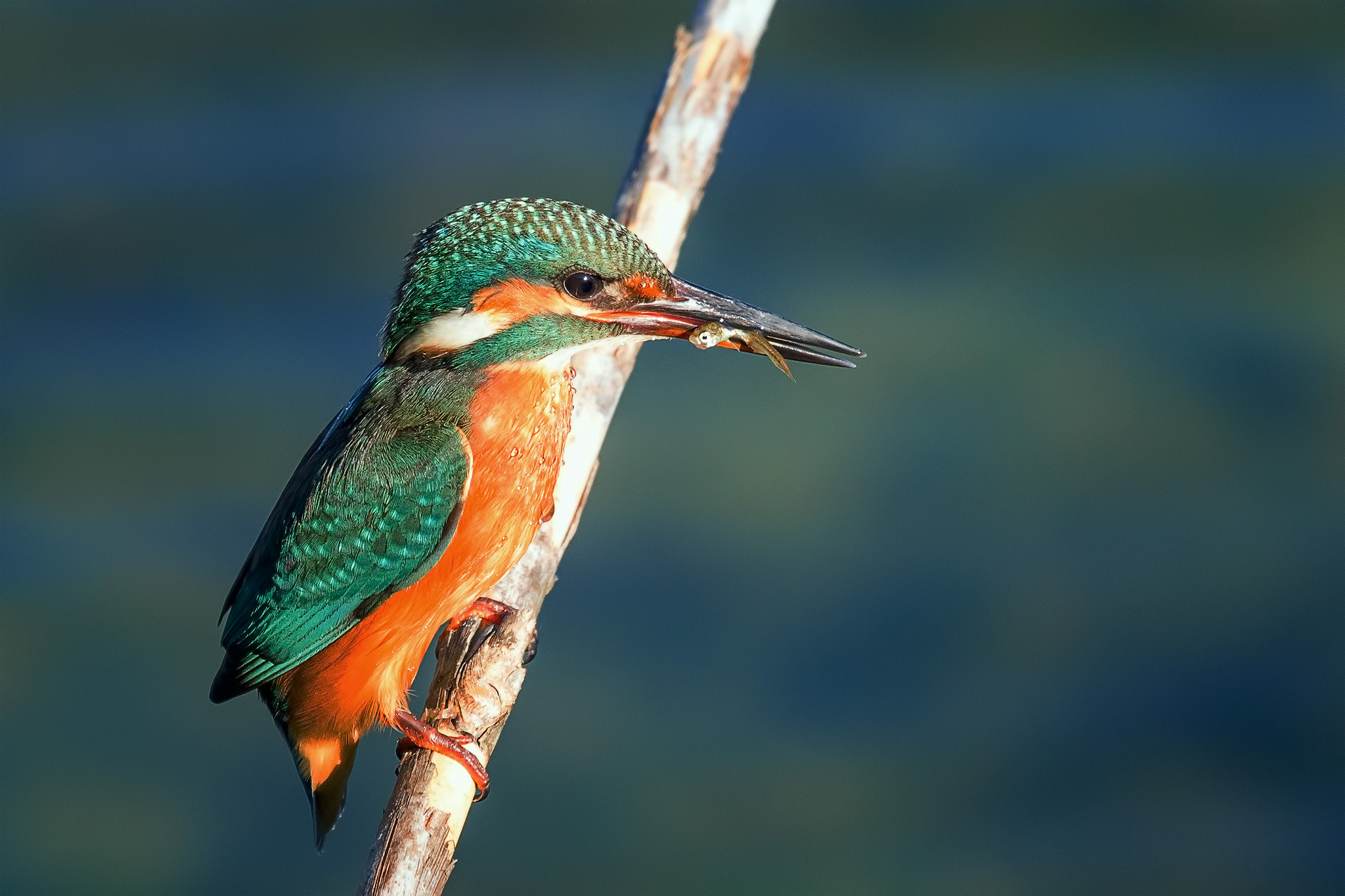 Canon EF 100-400mm F4.5-5.6L IS USM sample photo. Female kingfisher with prey photography