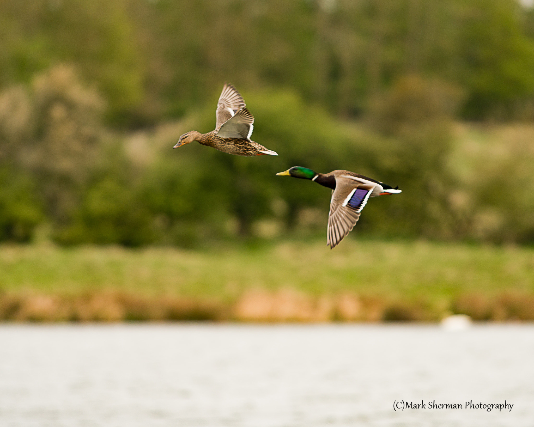 Pentax KP sample photo. Mallards in flight over rutland water photography