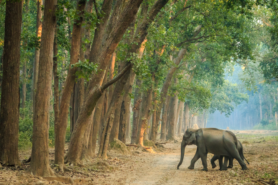 Canon EOS 70D sample photo. Corbett beauty elephants photography