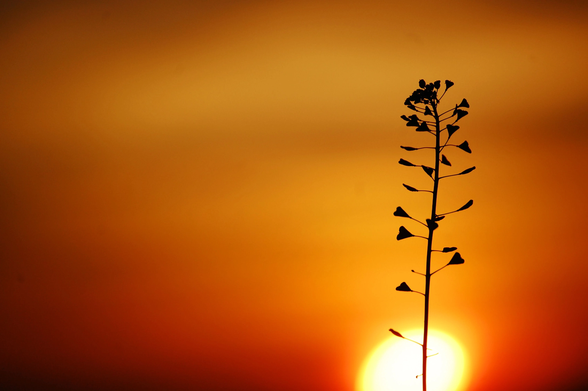 Nikon D40 sample photo. Herzchen photography