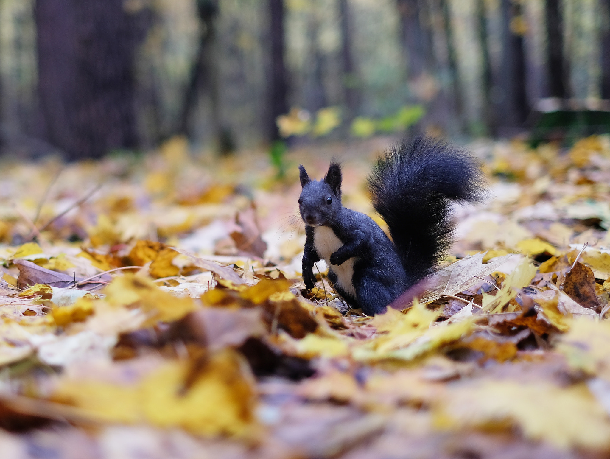 Fujifilm X-T2 + Fujifilm XF 35mm F1.4 R sample photo. Curious squirrel photography