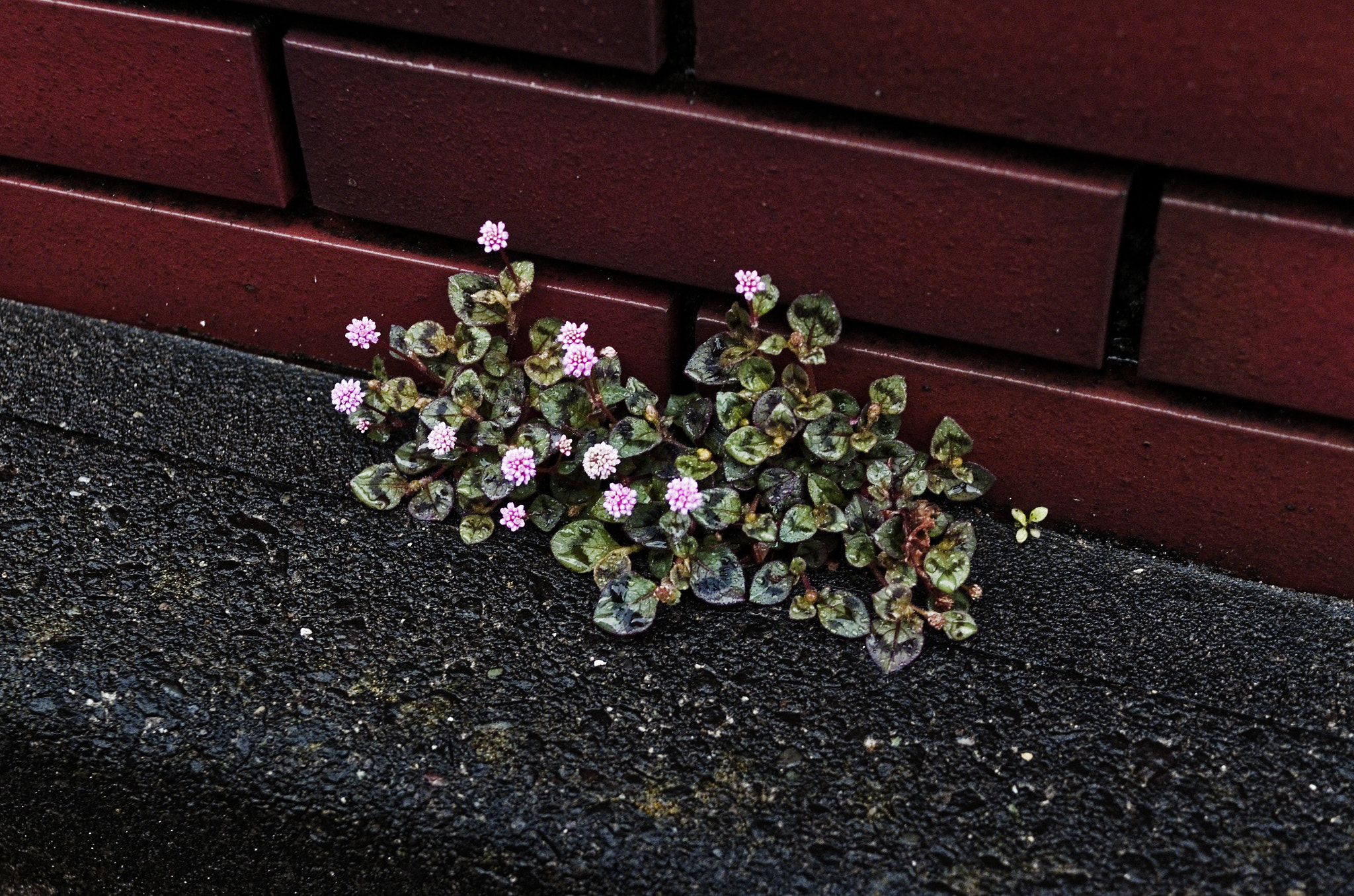 Pentax K-5 sample photo
