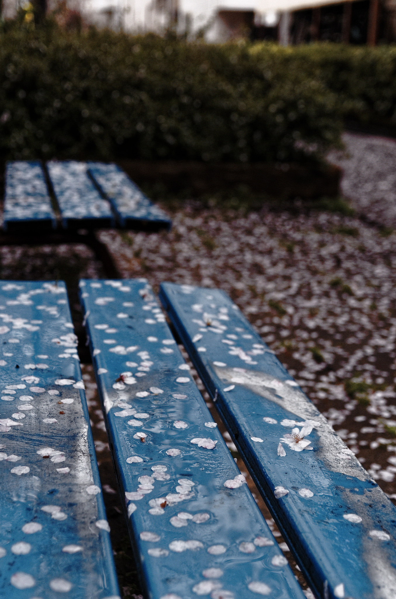 Pentax K-5 sample photo
