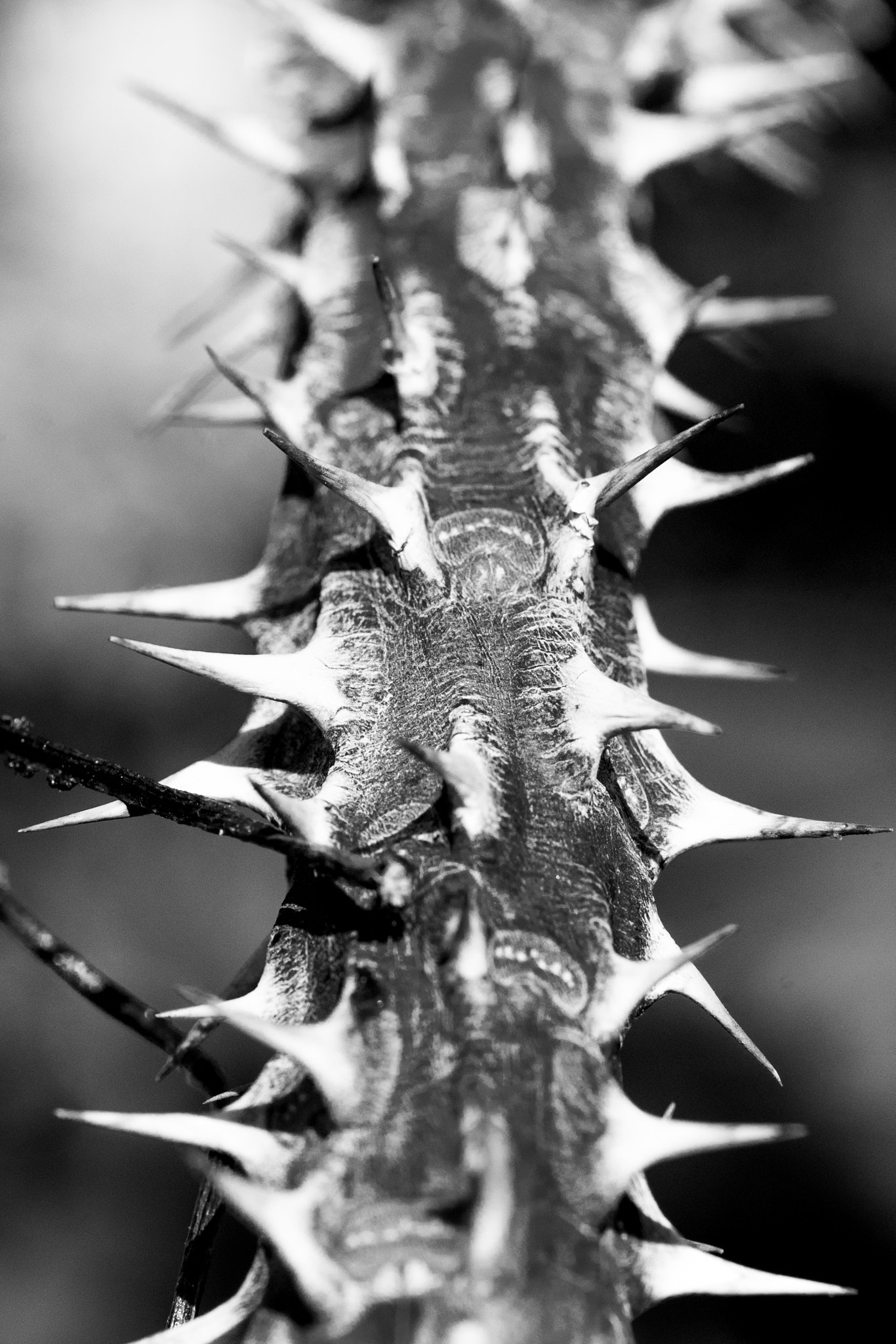 Sony a7 II + Sony FE 90mm F2.8 Macro G OSS sample photo. Thorns photography