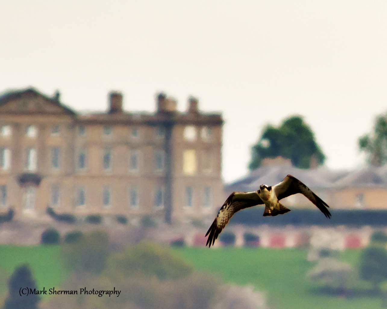 Pentax KP sample photo. Osprey over rutland water photography