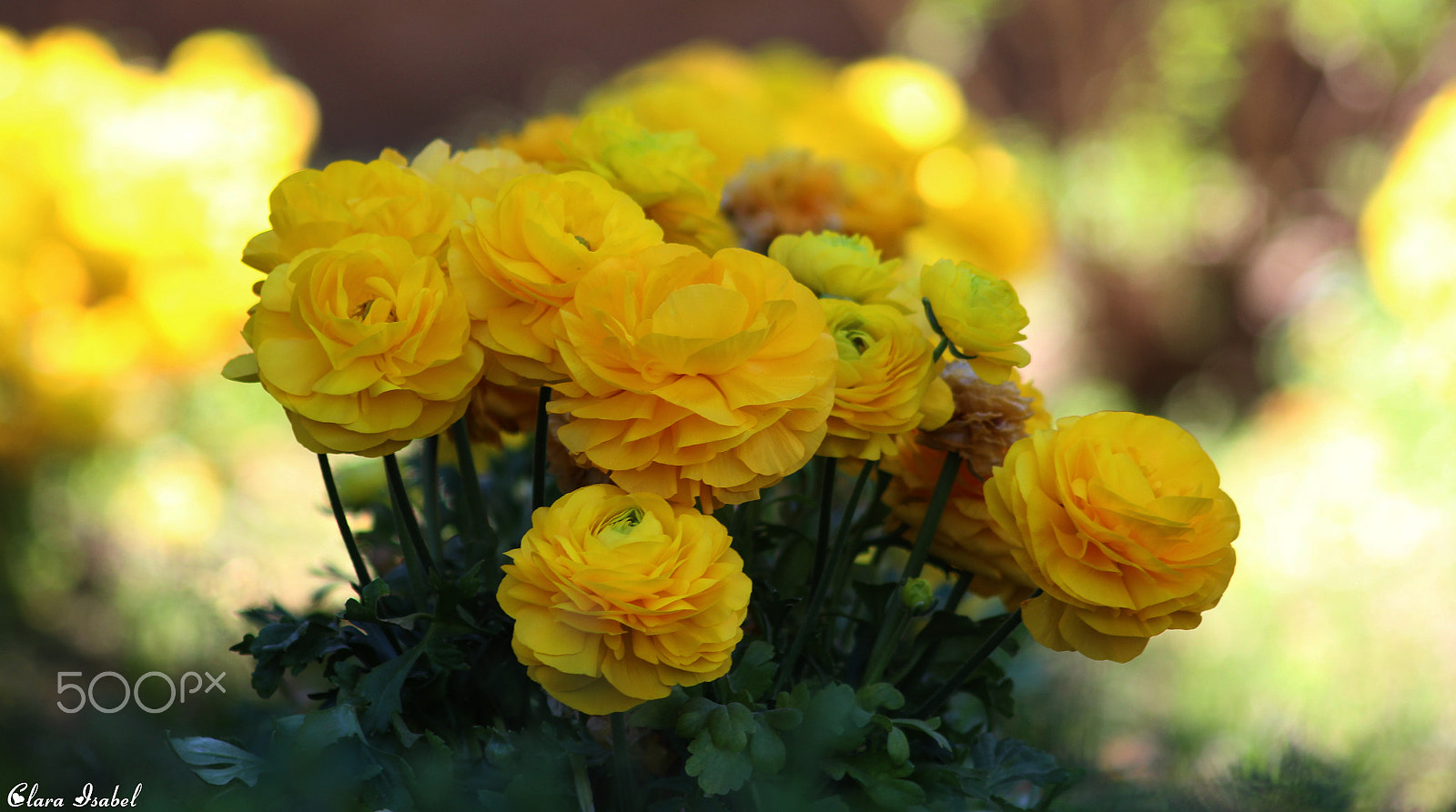 Canon EOS 1200D (EOS Rebel T5 / EOS Kiss X70 / EOS Hi) sample photo. Flor. photography