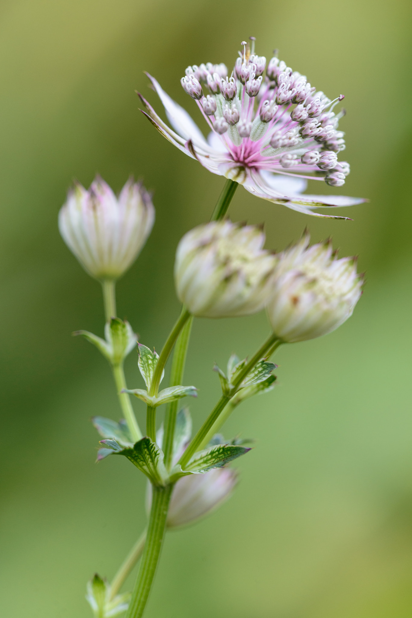 Sigma 150mm F2.8 EX DG Macro HSM sample photo. Great masterwort photography