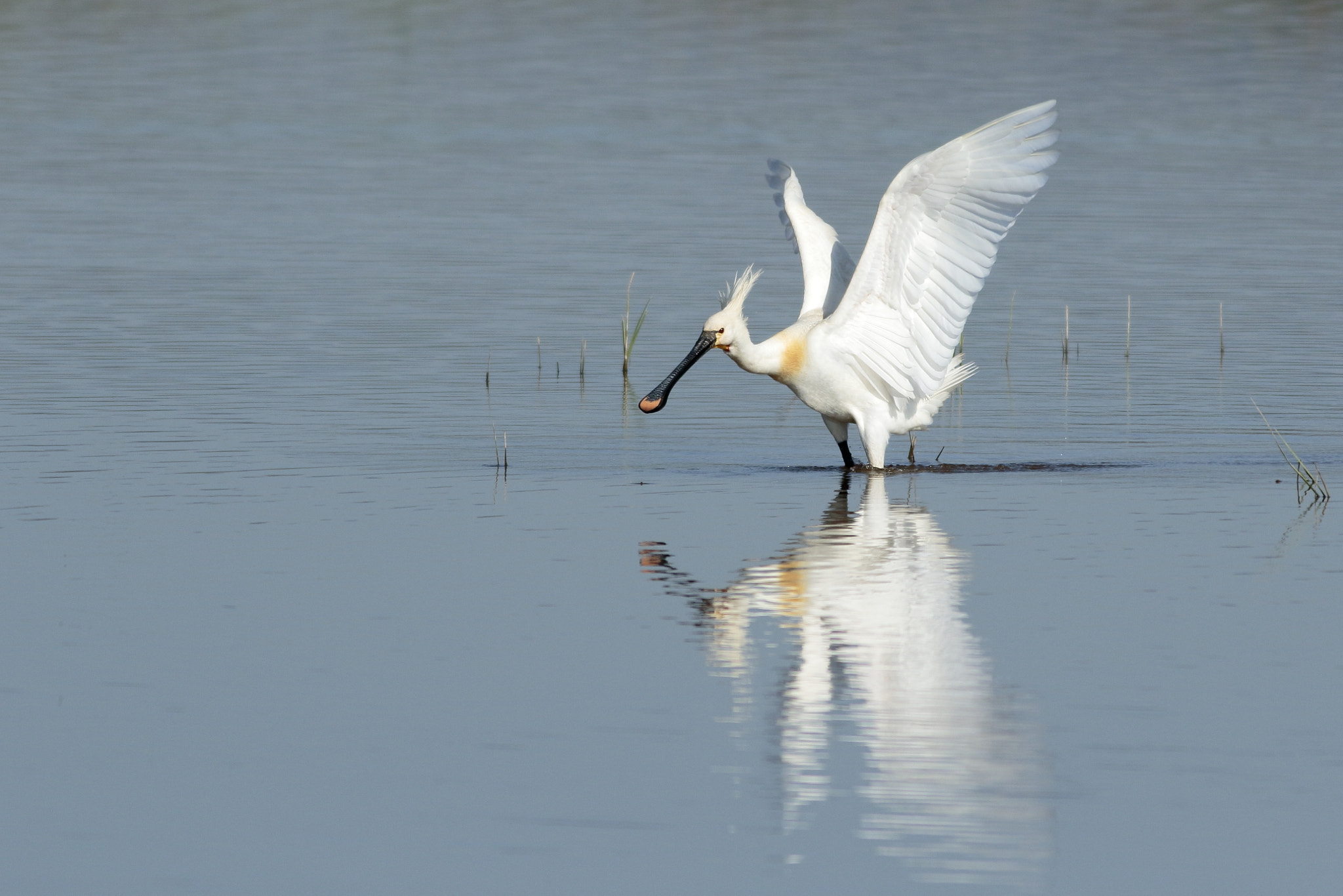 Canon EOS 7D Mark II + Canon EF 400mm F5.6L USM sample photo. Especular #1 photography