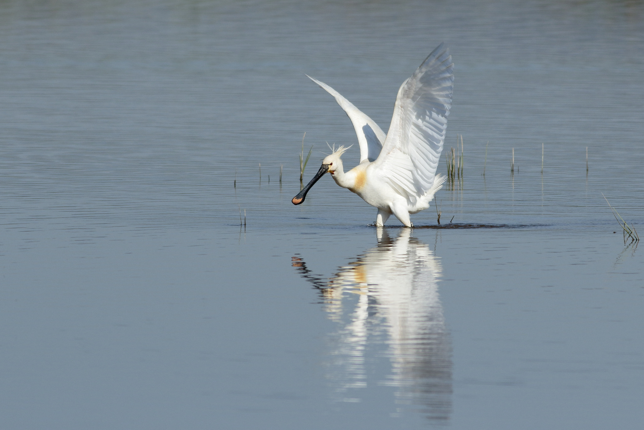 Canon EOS 7D Mark II + Canon EF 400mm F5.6L USM sample photo. Especular #2 photography