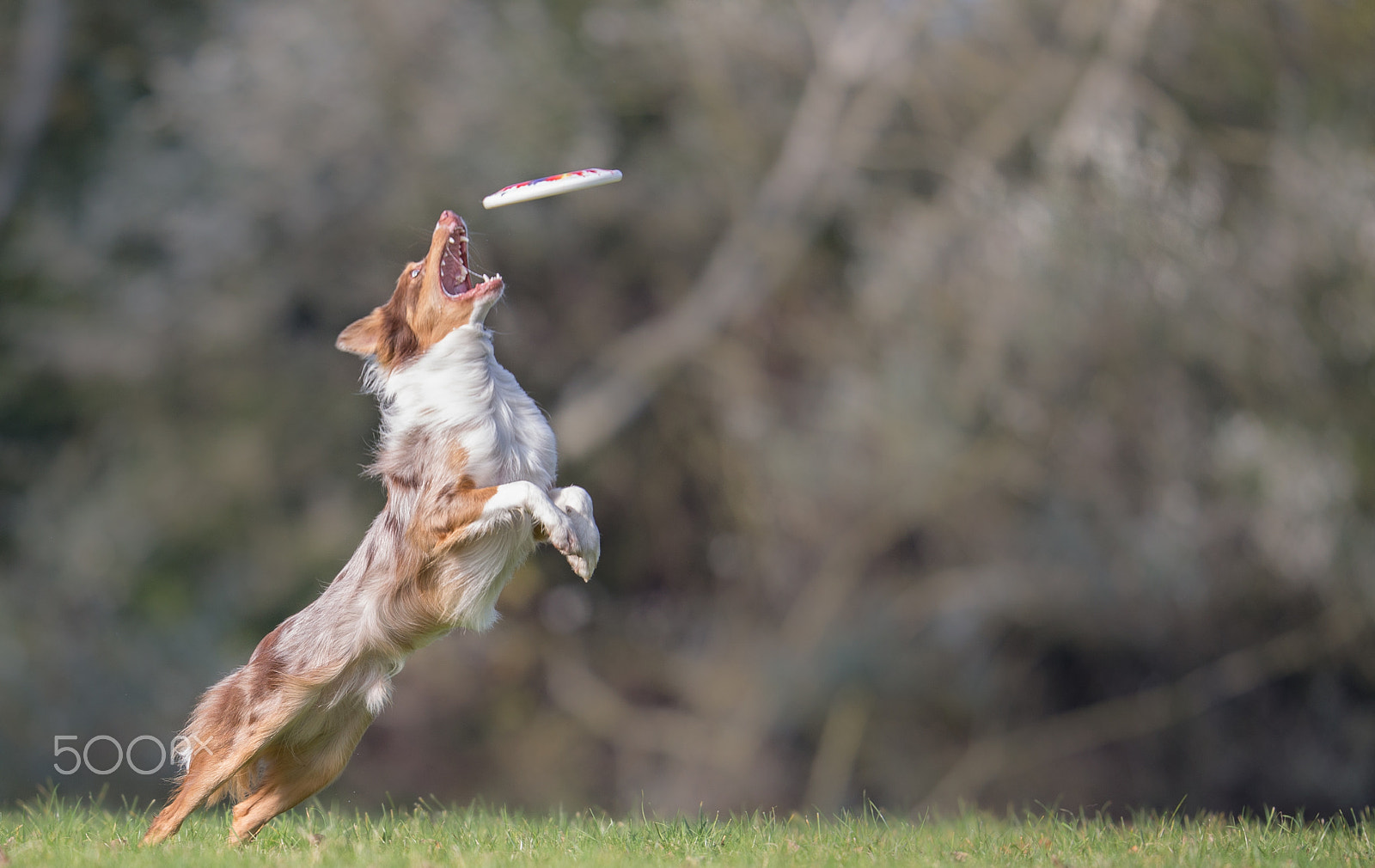 Canon EOS-1D X + Canon EF 200mm F2L IS USM sample photo. Almost there photography