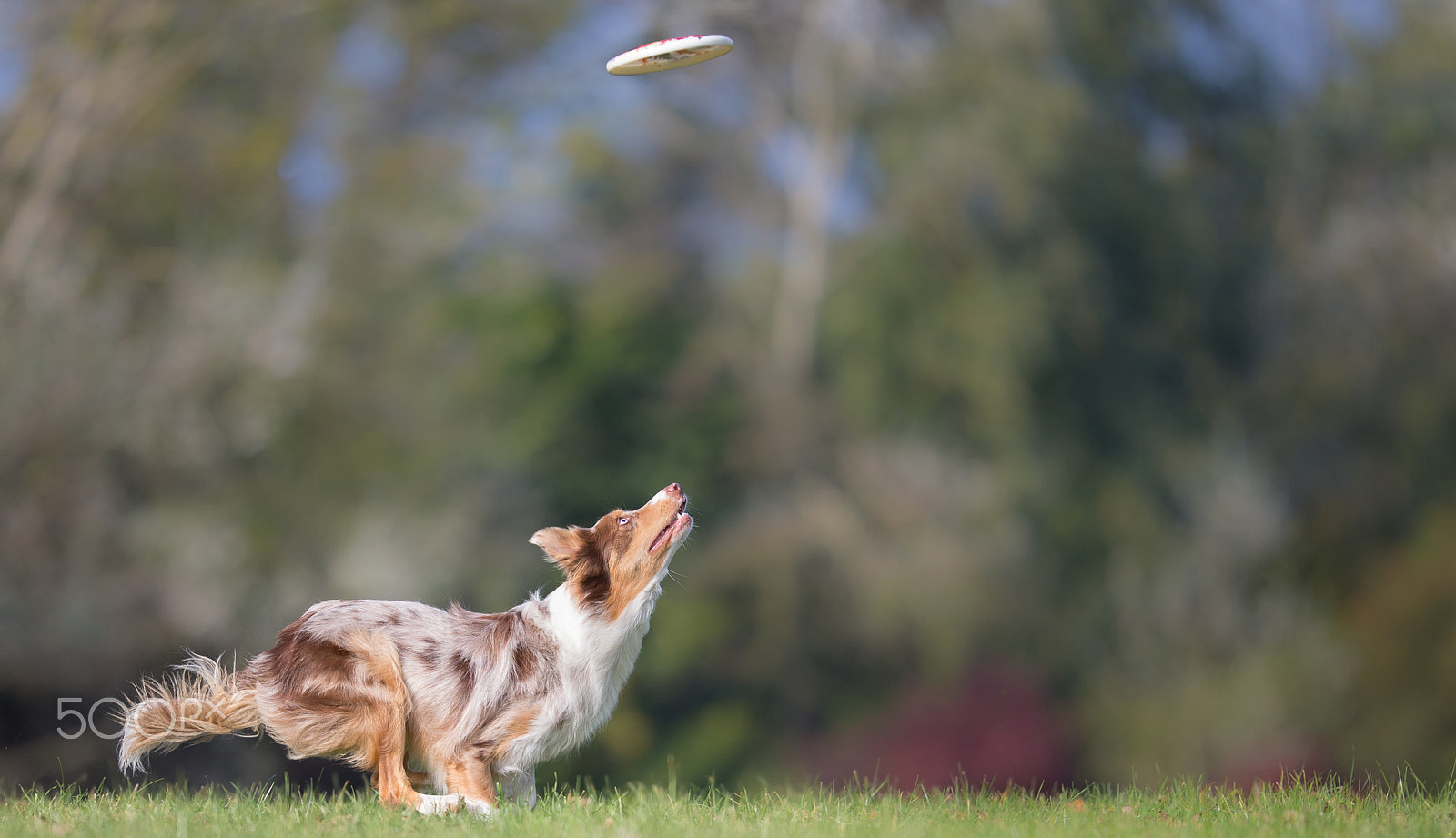 Canon EOS-1D X + Canon EF 200mm F2L IS USM sample photo. Focus photography