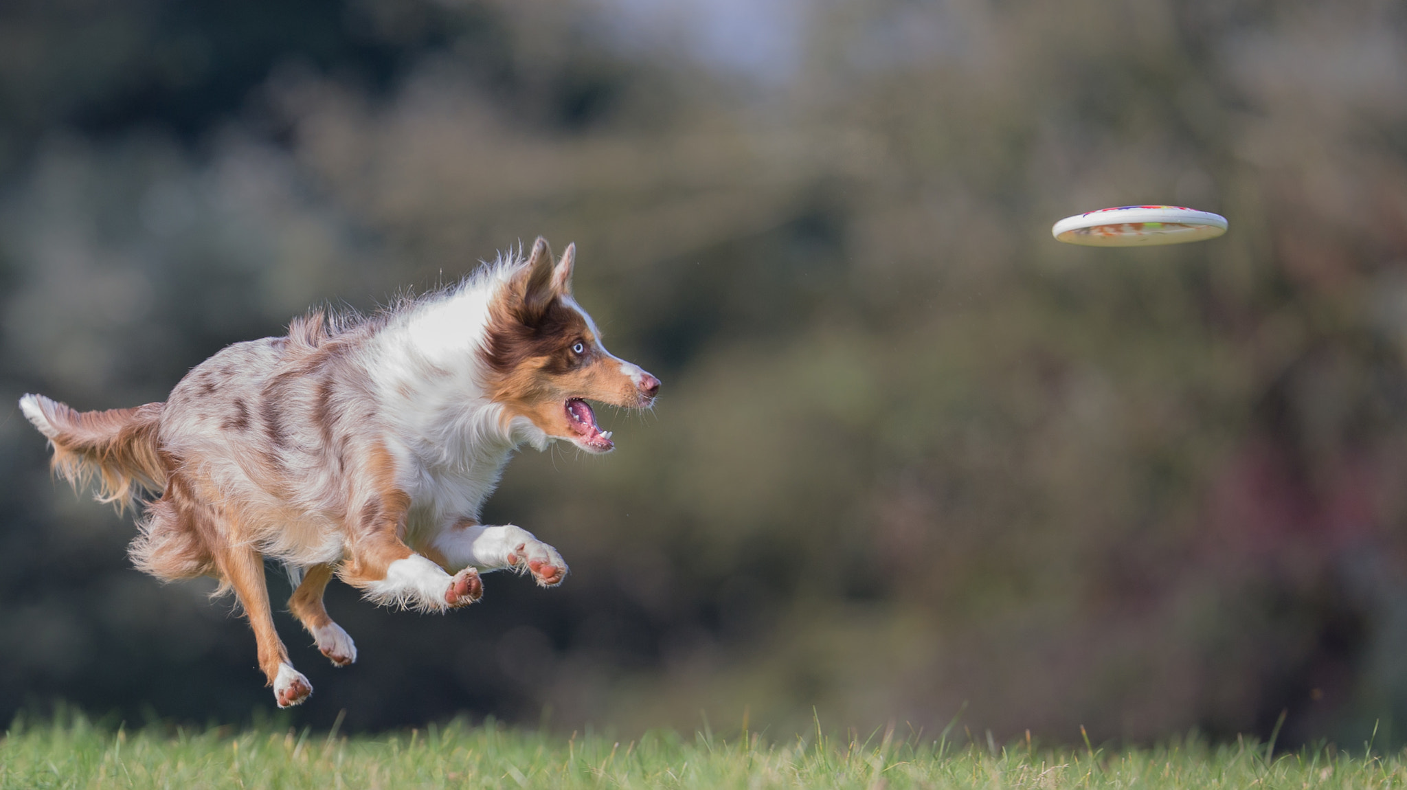 Canon EOS-1D X + Canon EF 200mm F2L IS USM sample photo. In site photography