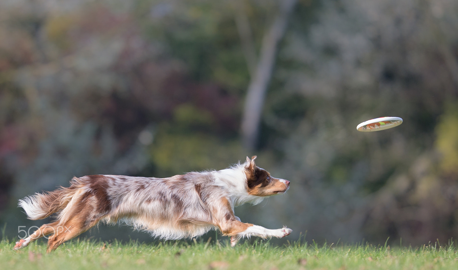 Canon EOS-1D X + Canon EF 200mm F2L IS USM sample photo. Hunting a frisbee photography