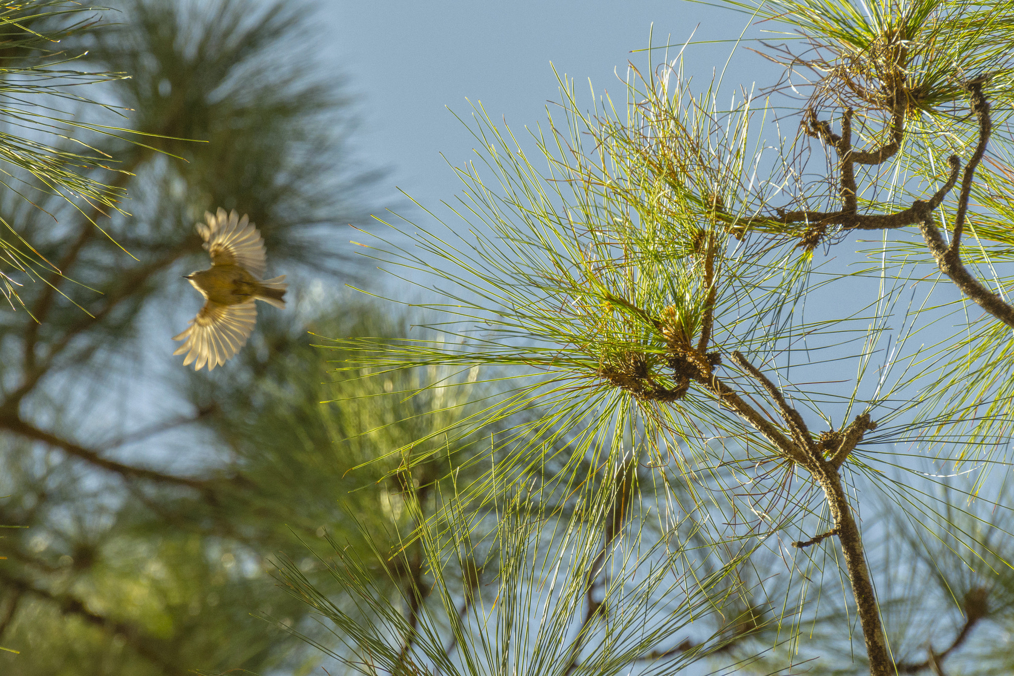 Nikon D7200 sample photo. Between trees photography
