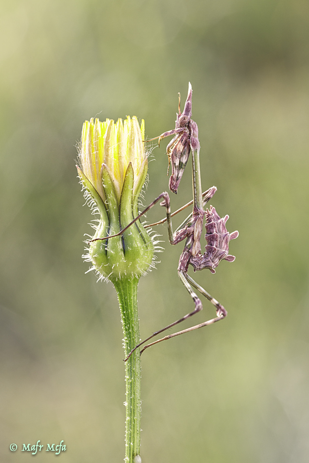 Canon EF 100mm F2.8 Macro USM sample photo. Empusa pennata ninpha. photography