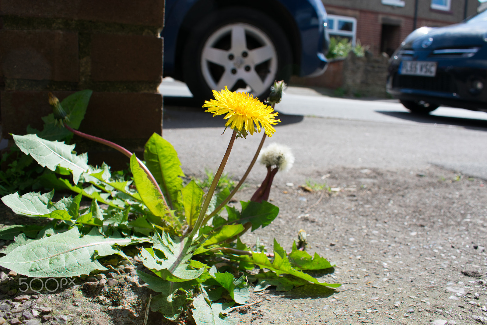 Nikon D3400 sample photo. A weed is a flower in the wrong place photography