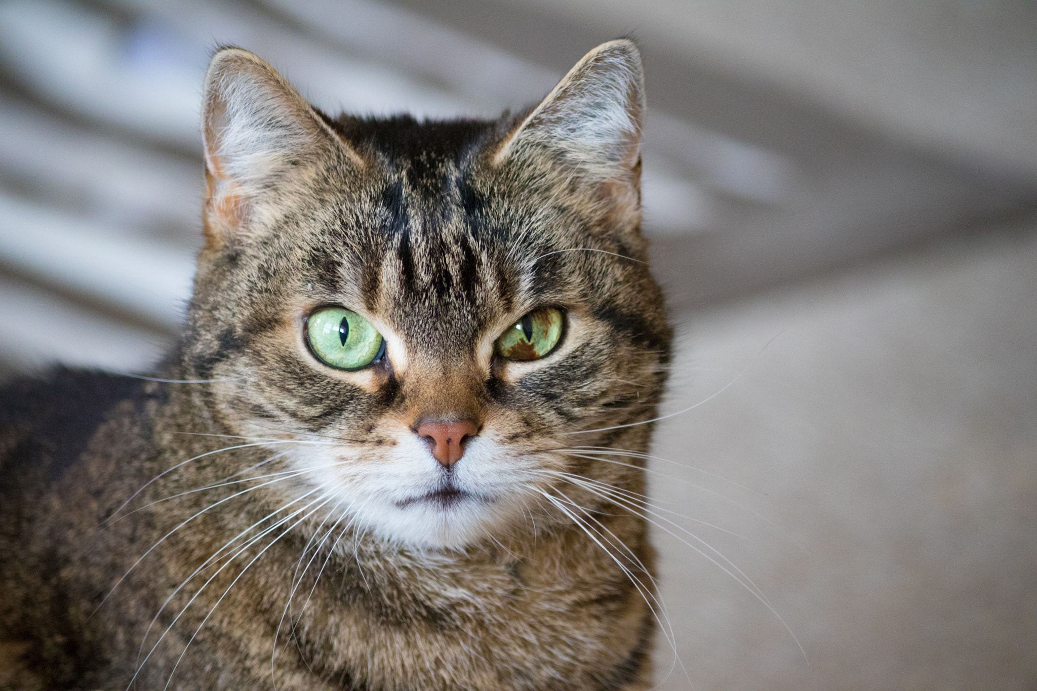 Canon EF-S 55-250mm F4-5.6 IS II sample photo. Mouzey photography