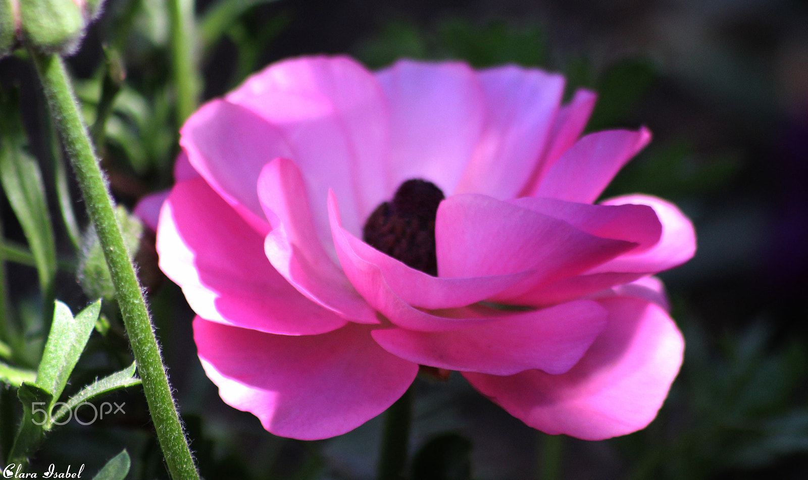 Canon EOS 1200D (EOS Rebel T5 / EOS Kiss X70 / EOS Hi) sample photo. Flor. photography