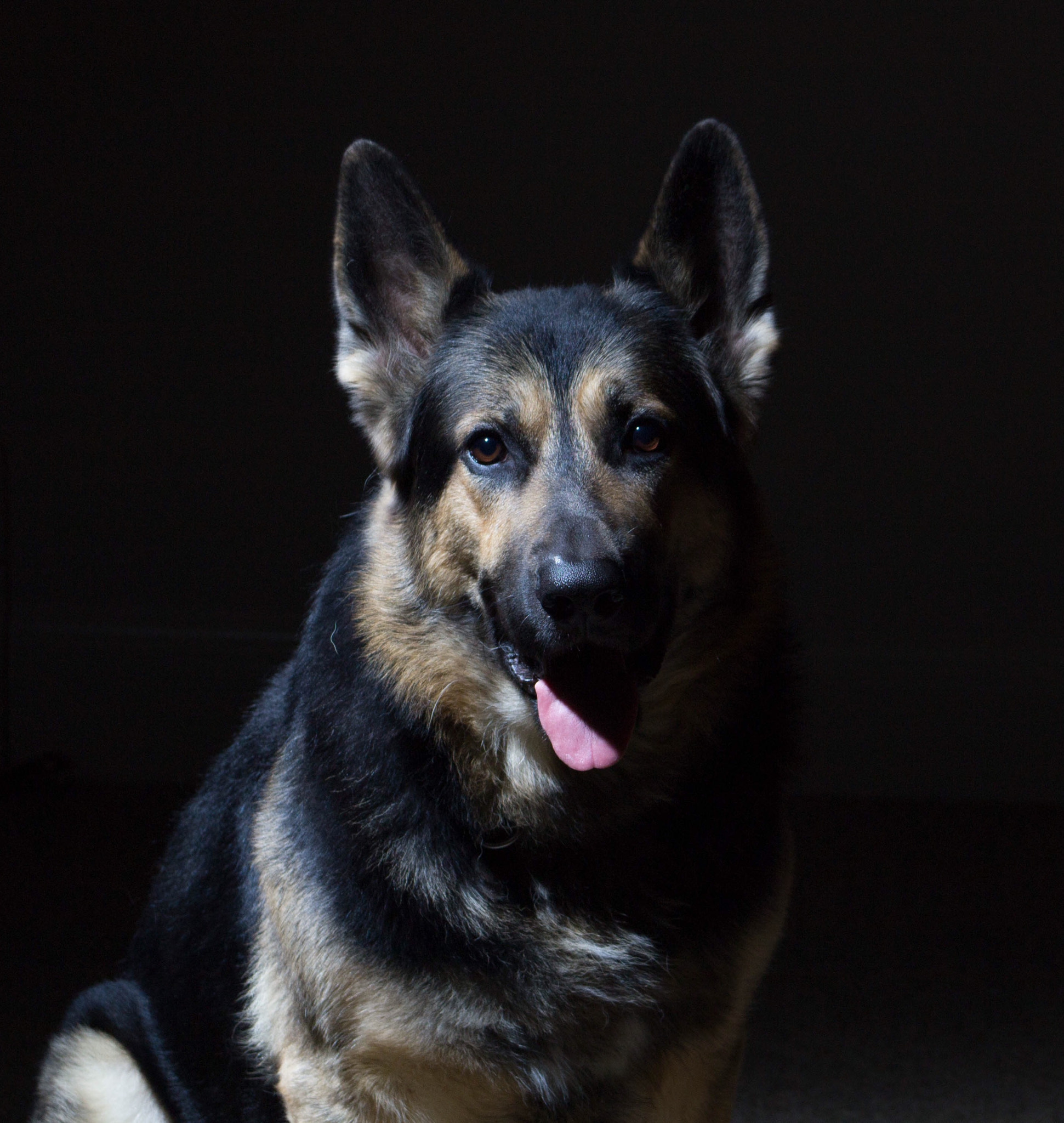 Canon EOS 1200D (EOS Rebel T5 / EOS Kiss X70 / EOS Hi) + EF75-300mm f/4-5.6 sample photo. Portrait of our german shepherd photography
