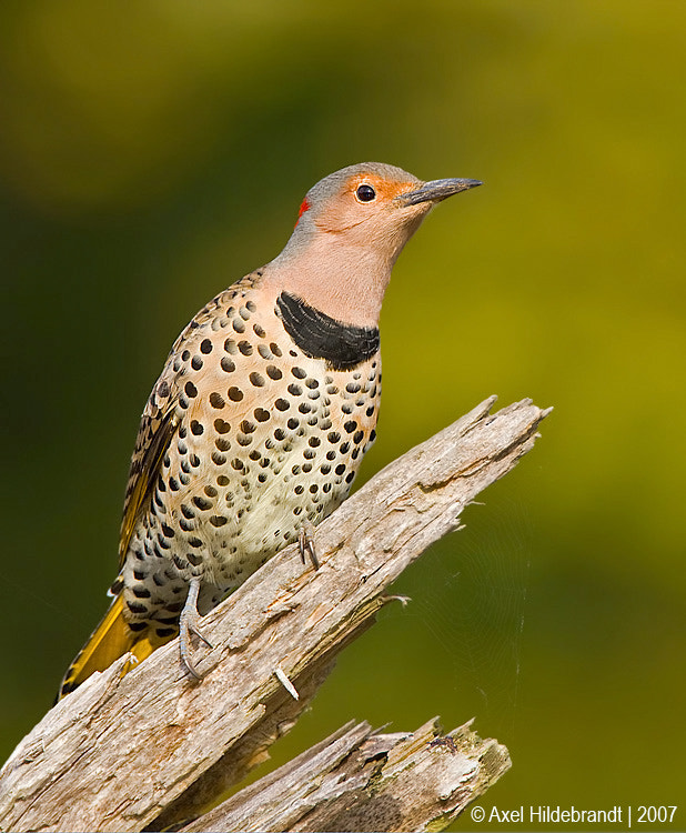 Canon EF 500mm F4L IS USM sample photo. Northern flicker photography