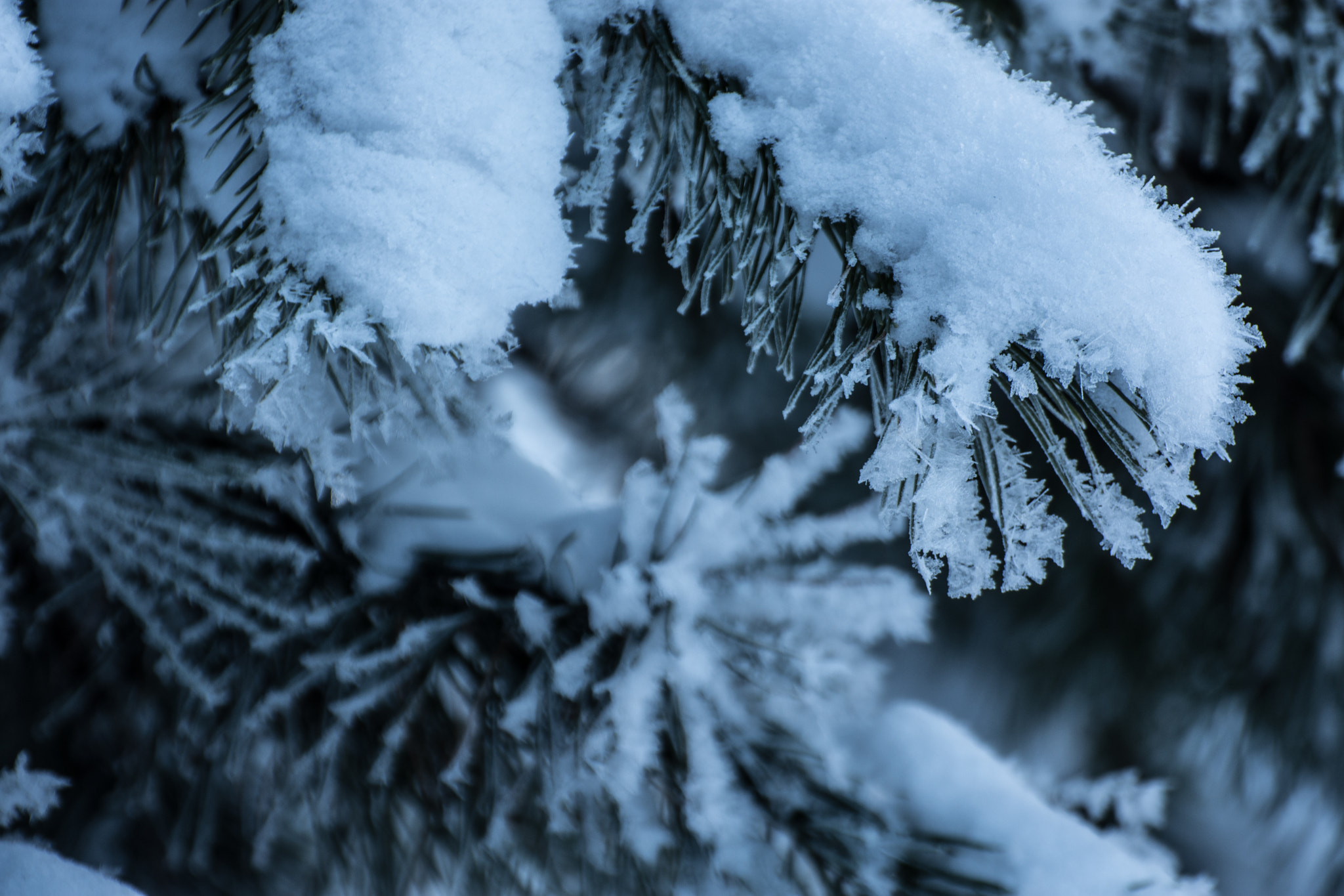 Nikon D7200 sample photo. Frozen photography