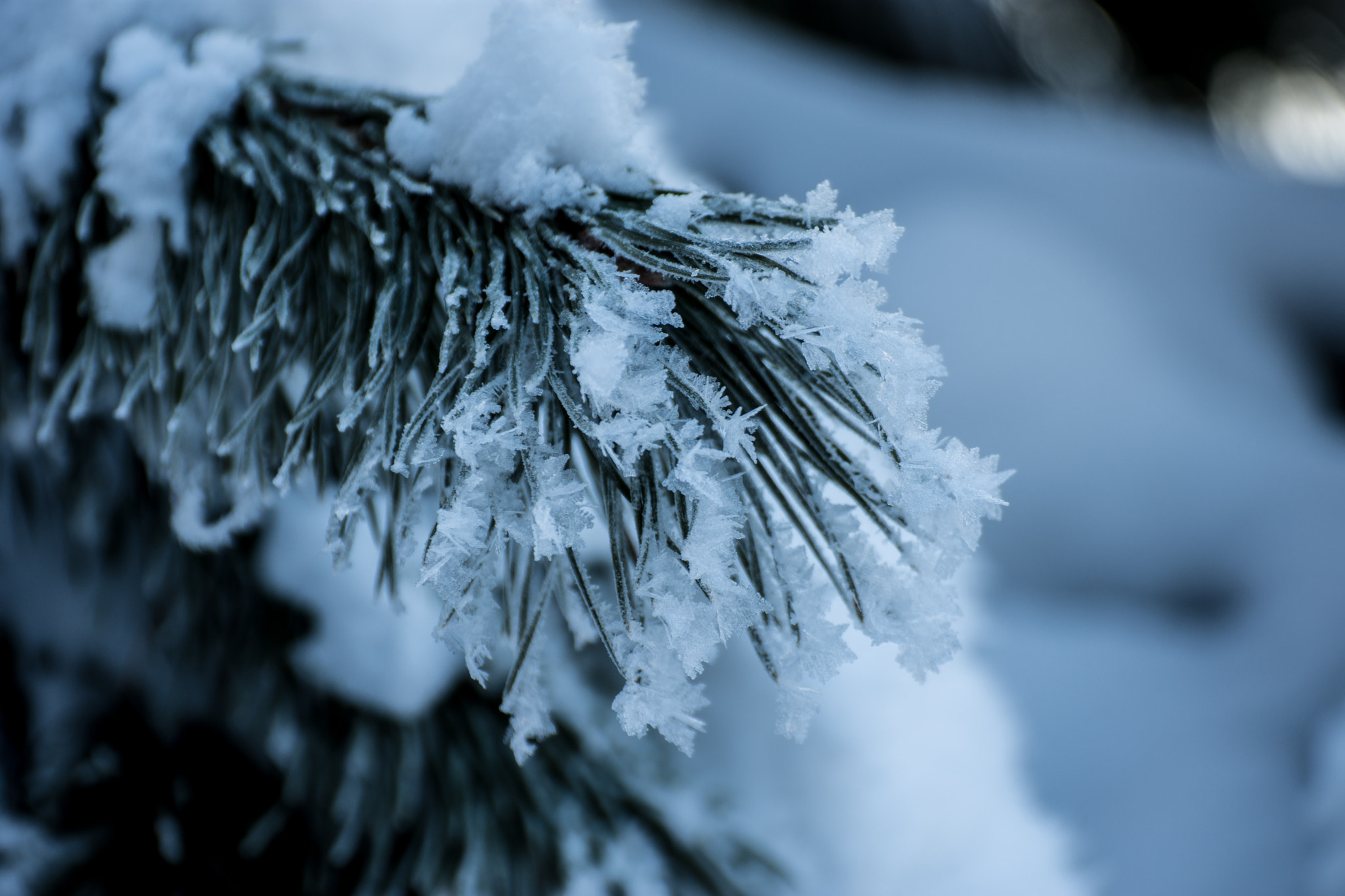 Nikon D7200 sample photo. Frozen photography