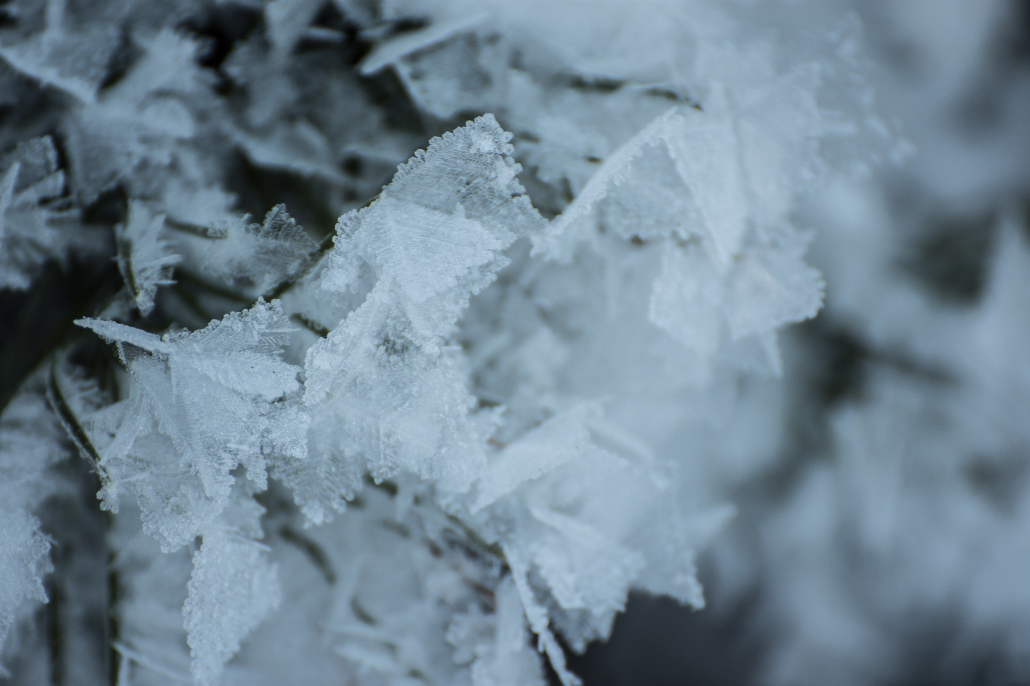 Nikon D7200 sample photo. Frozen photography