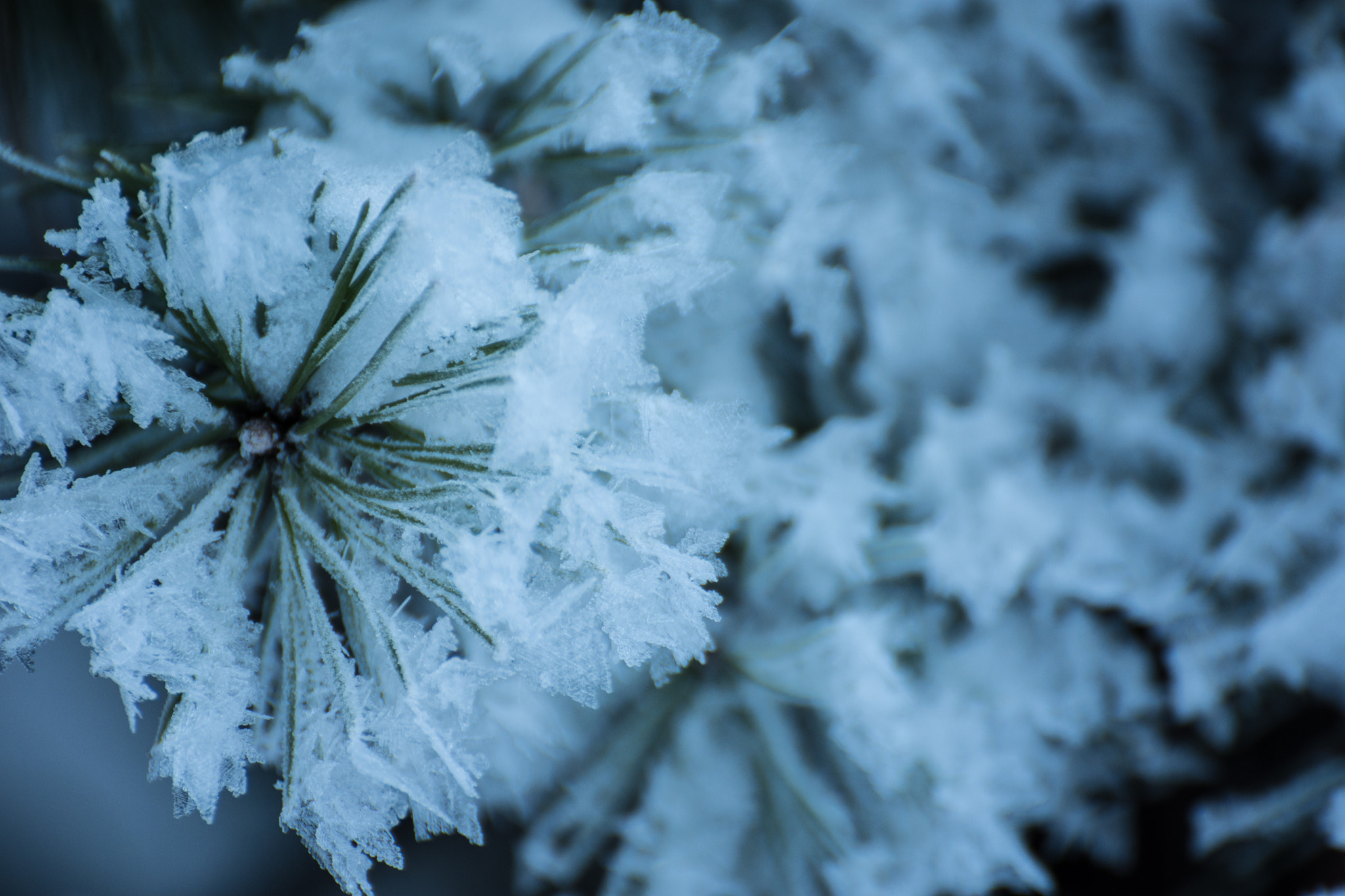 Nikon D7200 sample photo. Frozen photography