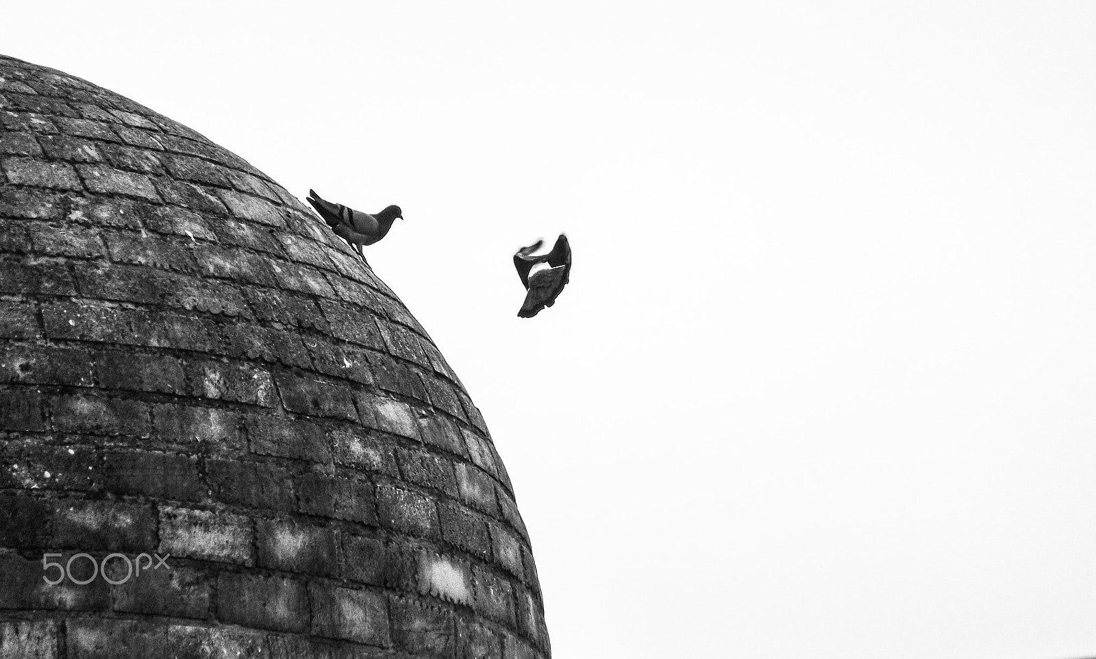 Fujifilm FinePix S4600 sample photo. Pigeon dabbing photography