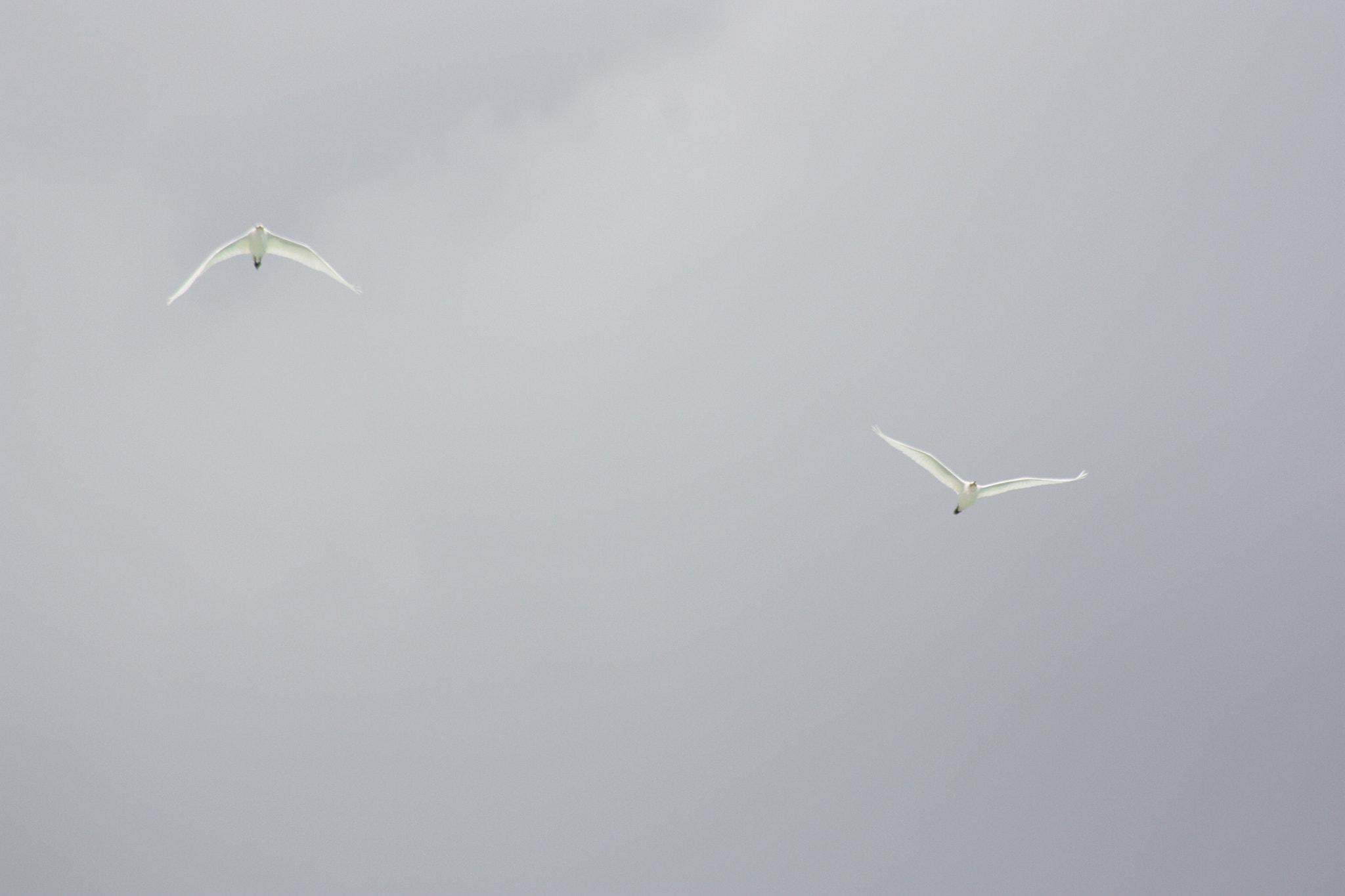 Canon EOS 450D (EOS Rebel XSi / EOS Kiss X2) sample photo. Birds in the sky photography