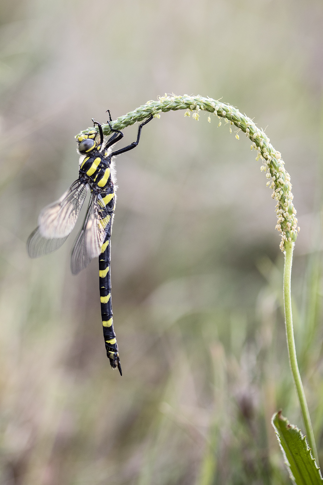 Canon EF 100mm F2.8 Macro USM sample photo. Tiger dragonfly photography