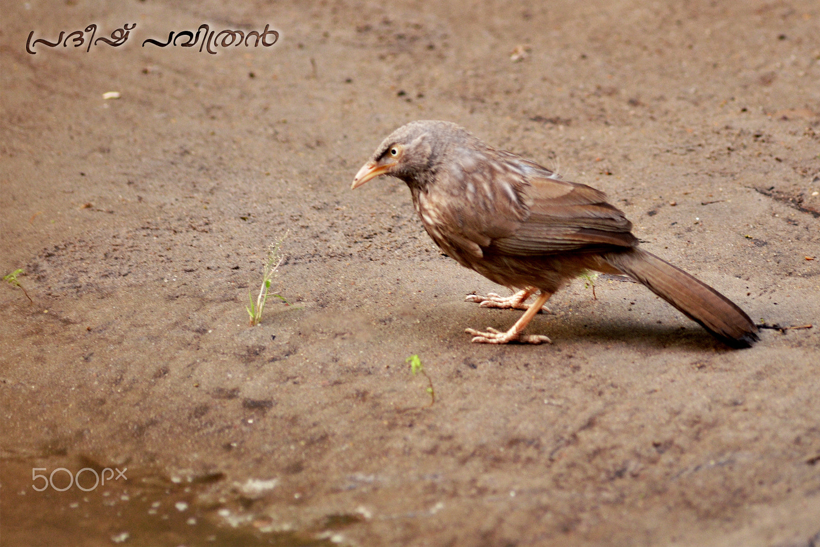 Nikon D7000 + Sigma 70-300mm F4-5.6 APO DG Macro sample photo. Jungle babbler photography