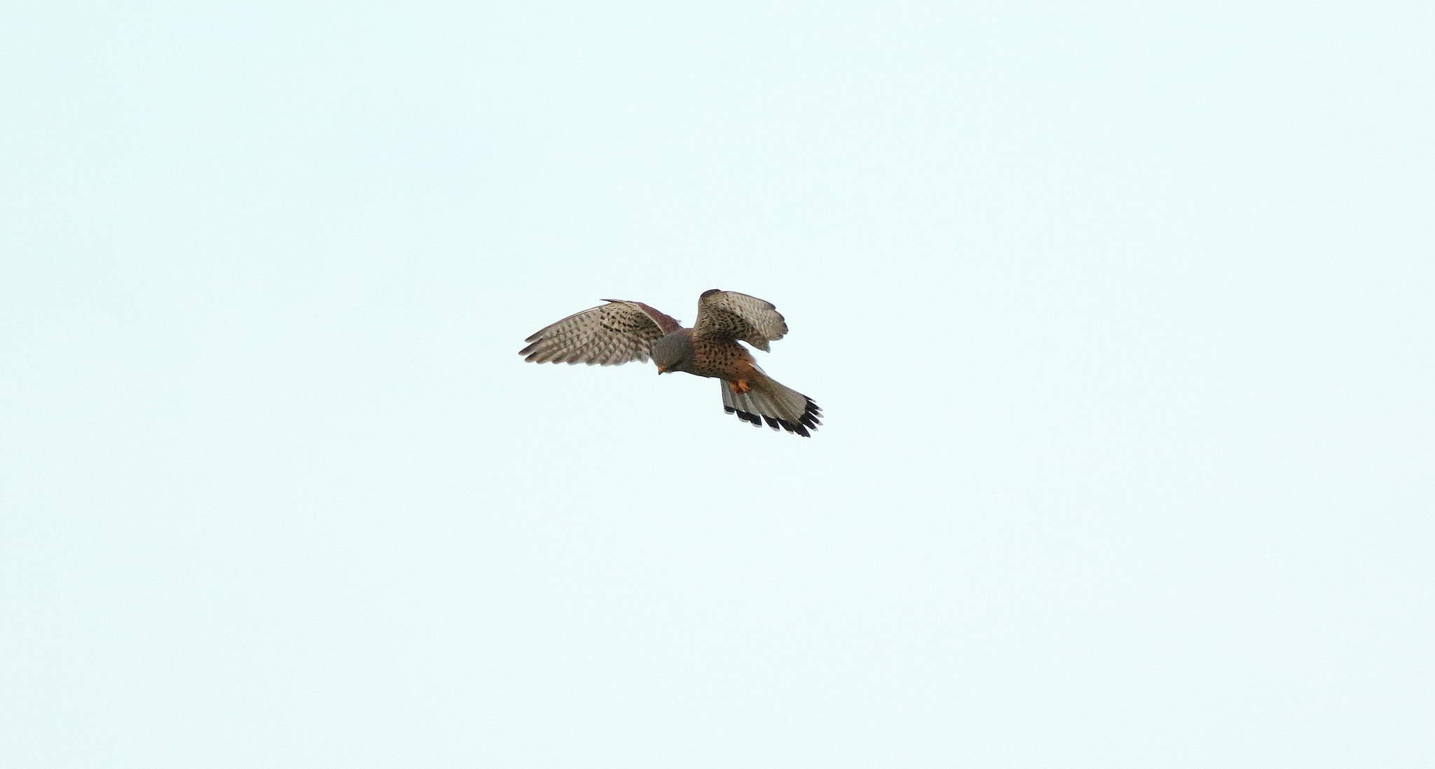 Canon EF 500mm F4L IS II USM sample photo. Kestrel photography