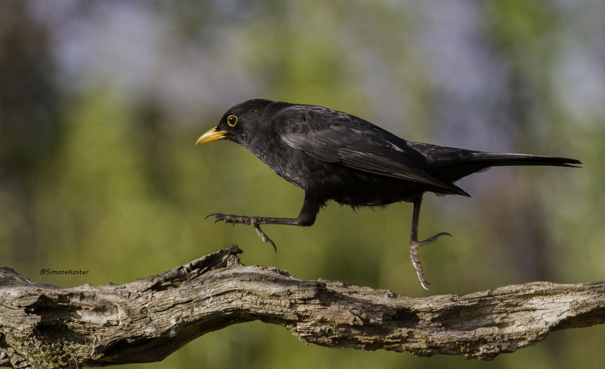 Canon EOS 7D + Canon EF 70-200mm F4L USM sample photo. Rennende merel photography