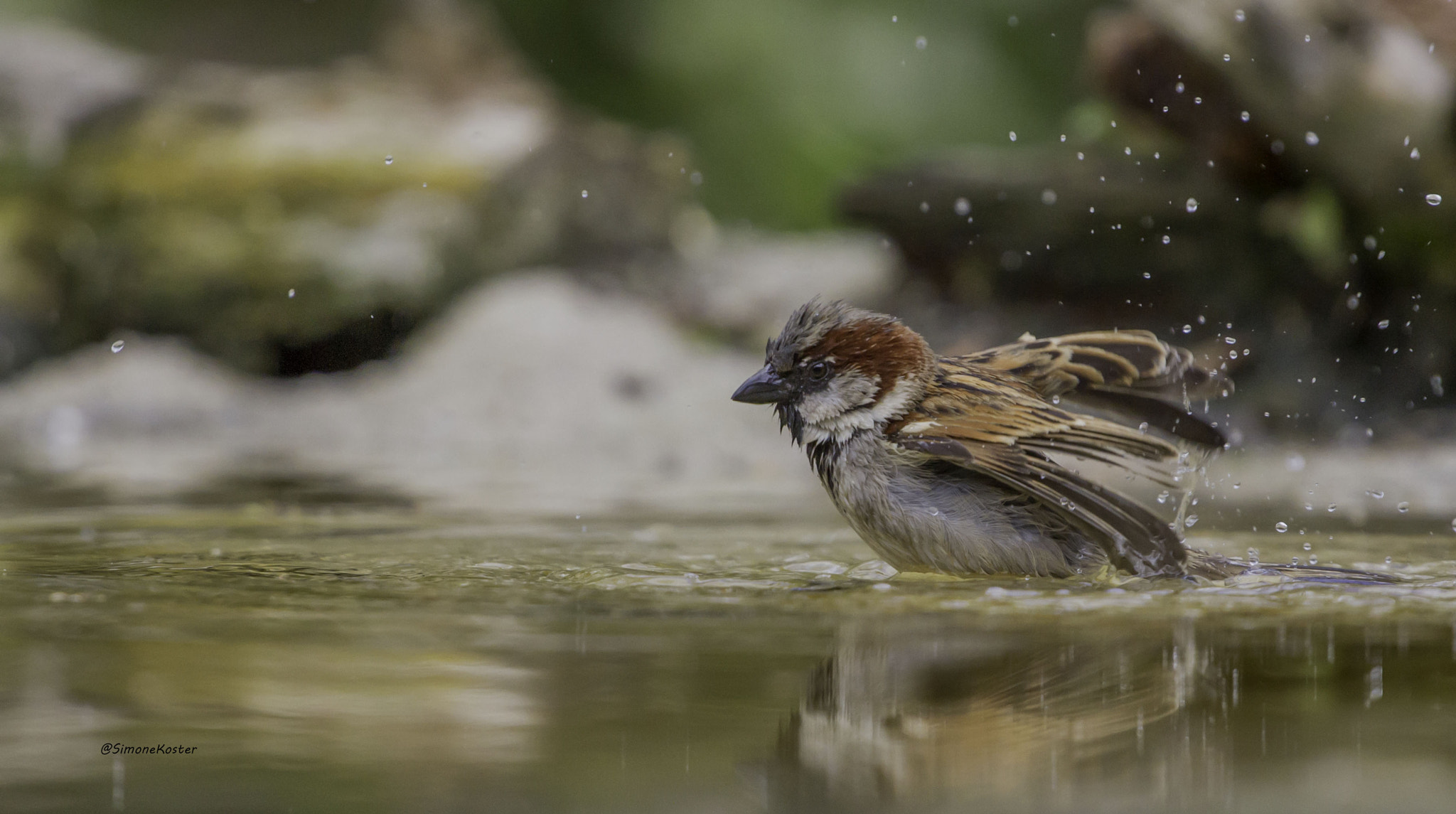 Canon EOS 7D + Canon EF 70-200mm F4L USM sample photo. Mus in bad photography