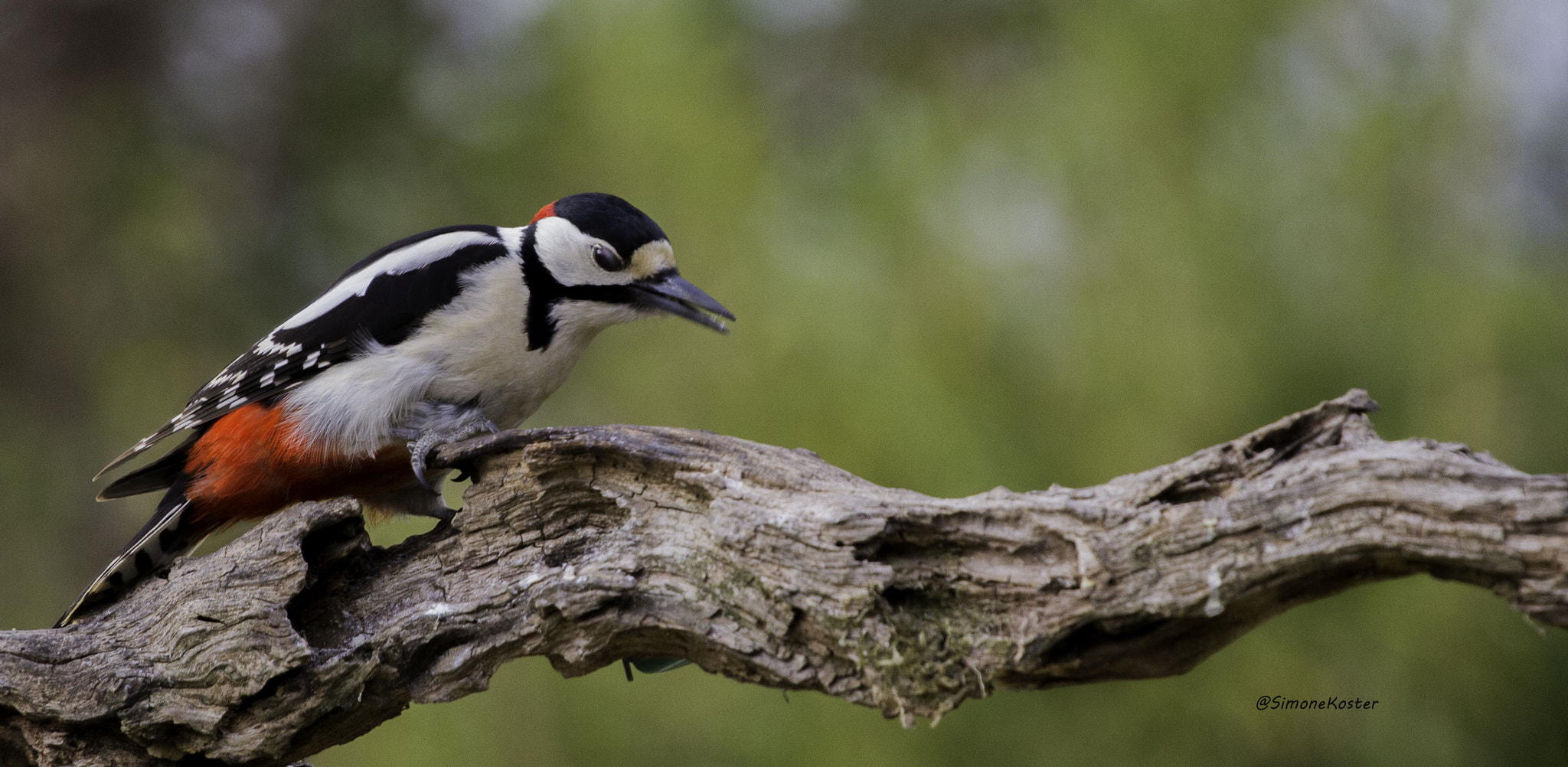 Canon EOS 7D + Canon EF 70-200mm F4L USM sample photo. Specht photography