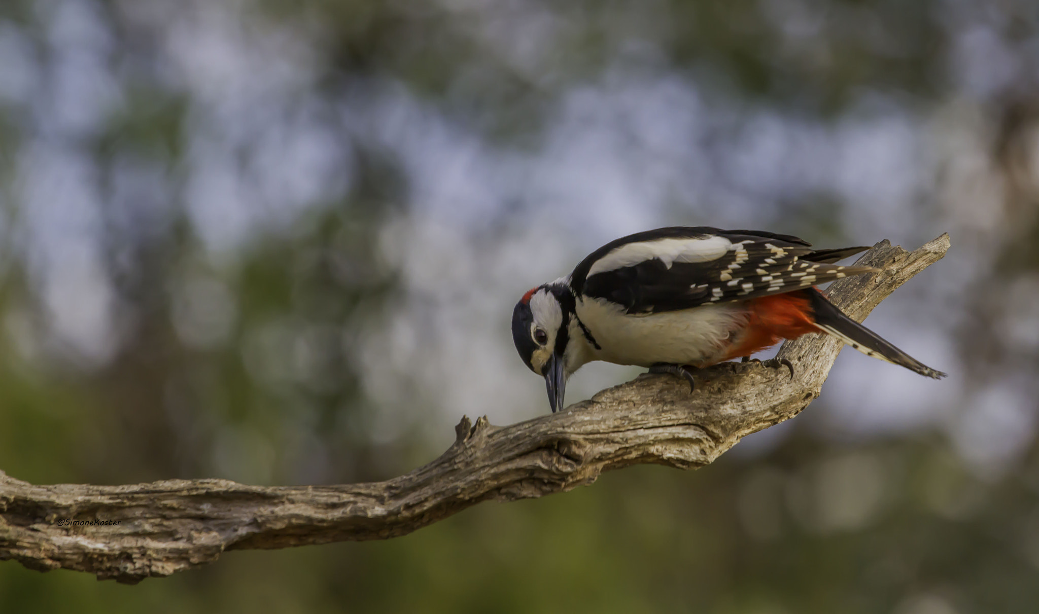 Canon EOS 7D + Canon EF 70-200mm F4L USM sample photo. Specht photography